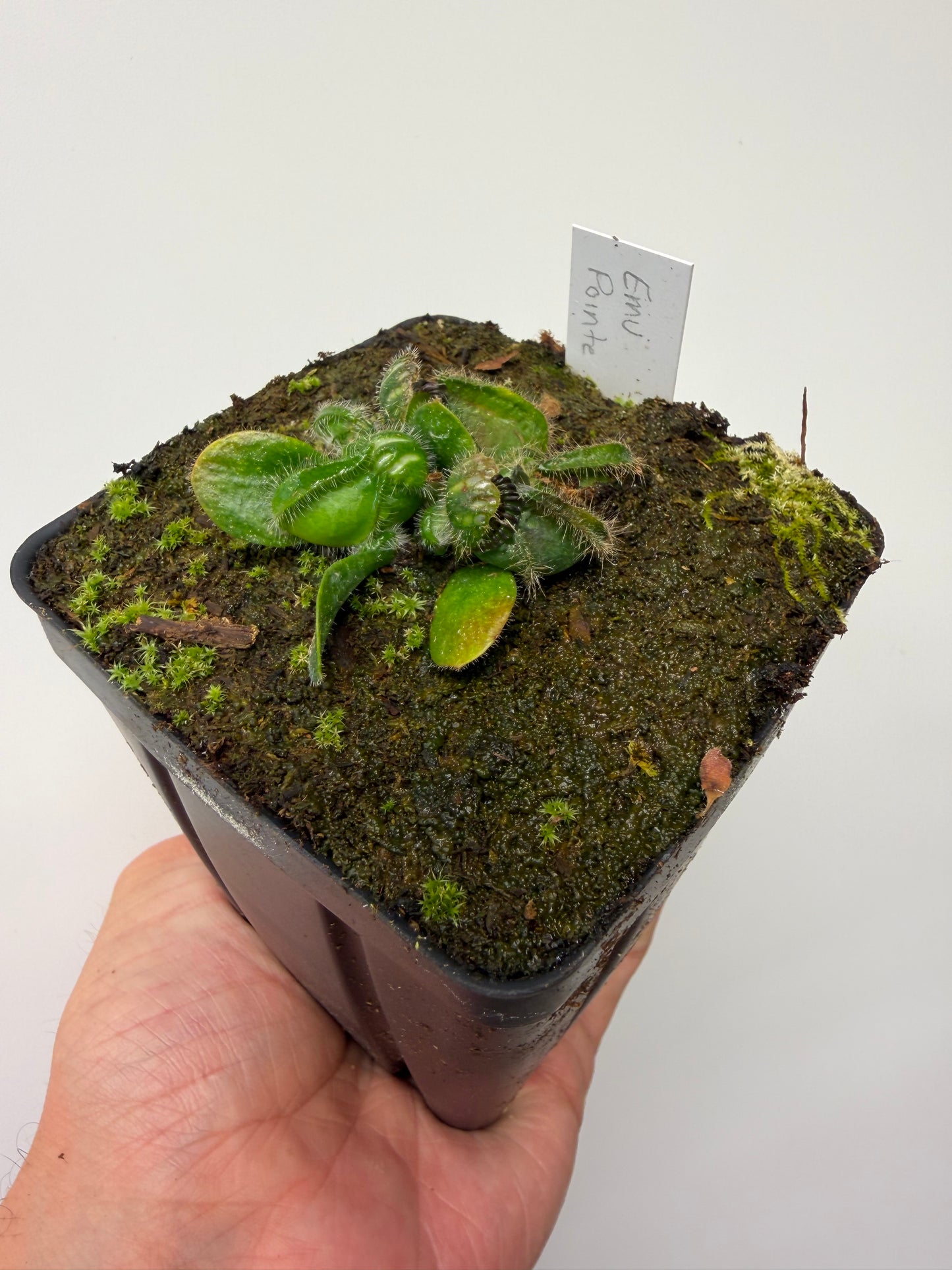 Cephalotus follicularis “Emu Pointe”