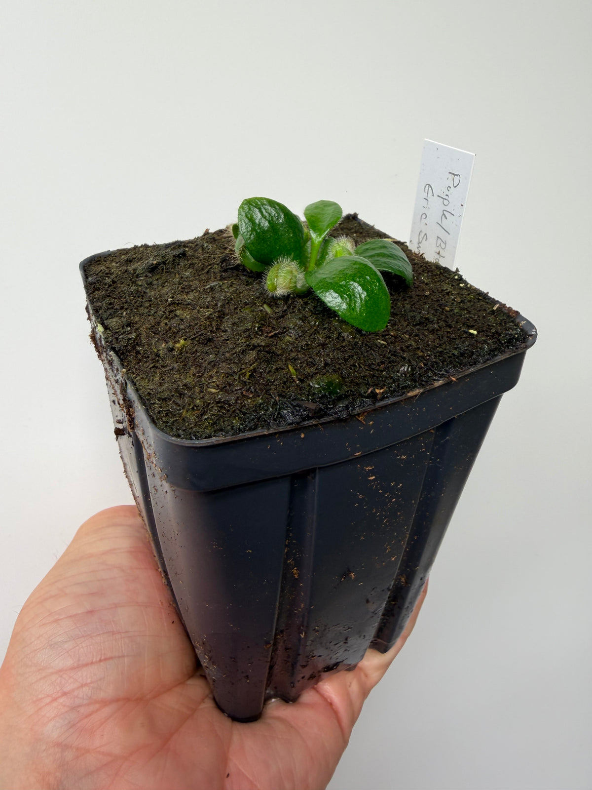 Cephalotus follicularis “Purple/Black” - Eric Smooth