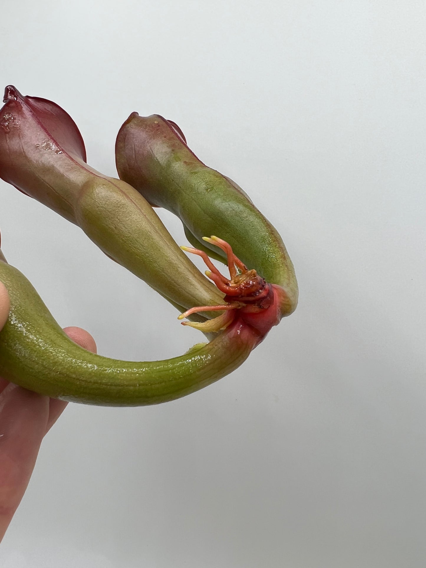 Heliamphora heterodoxa x ionasi