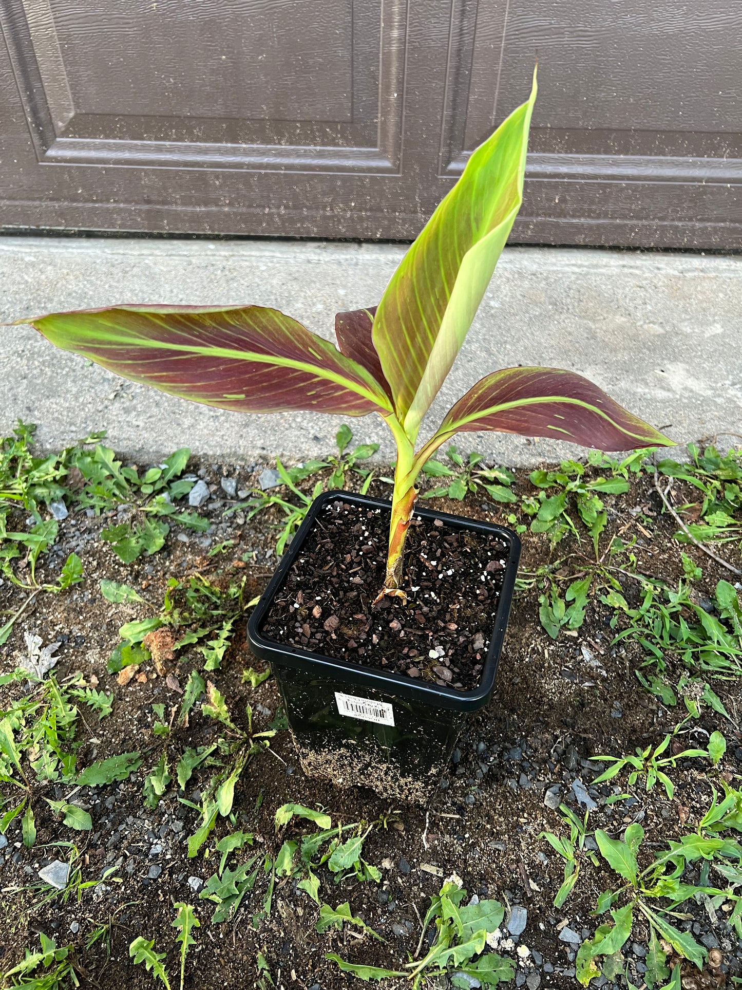 Musa ‘Siam Ruby’