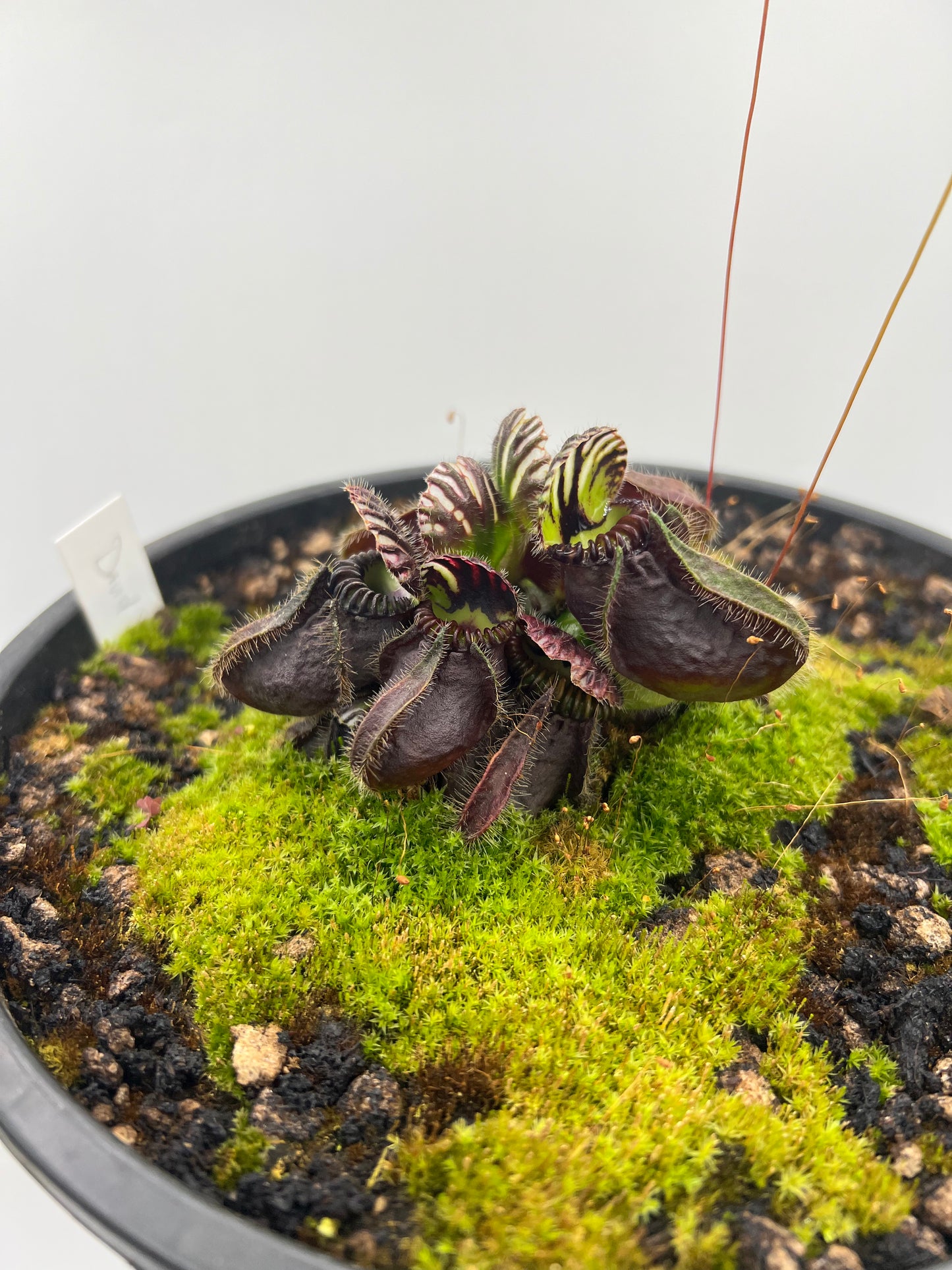 Cephalotus follicularis “David Švarc Black” - 2 Gallon Pot, *Rare*