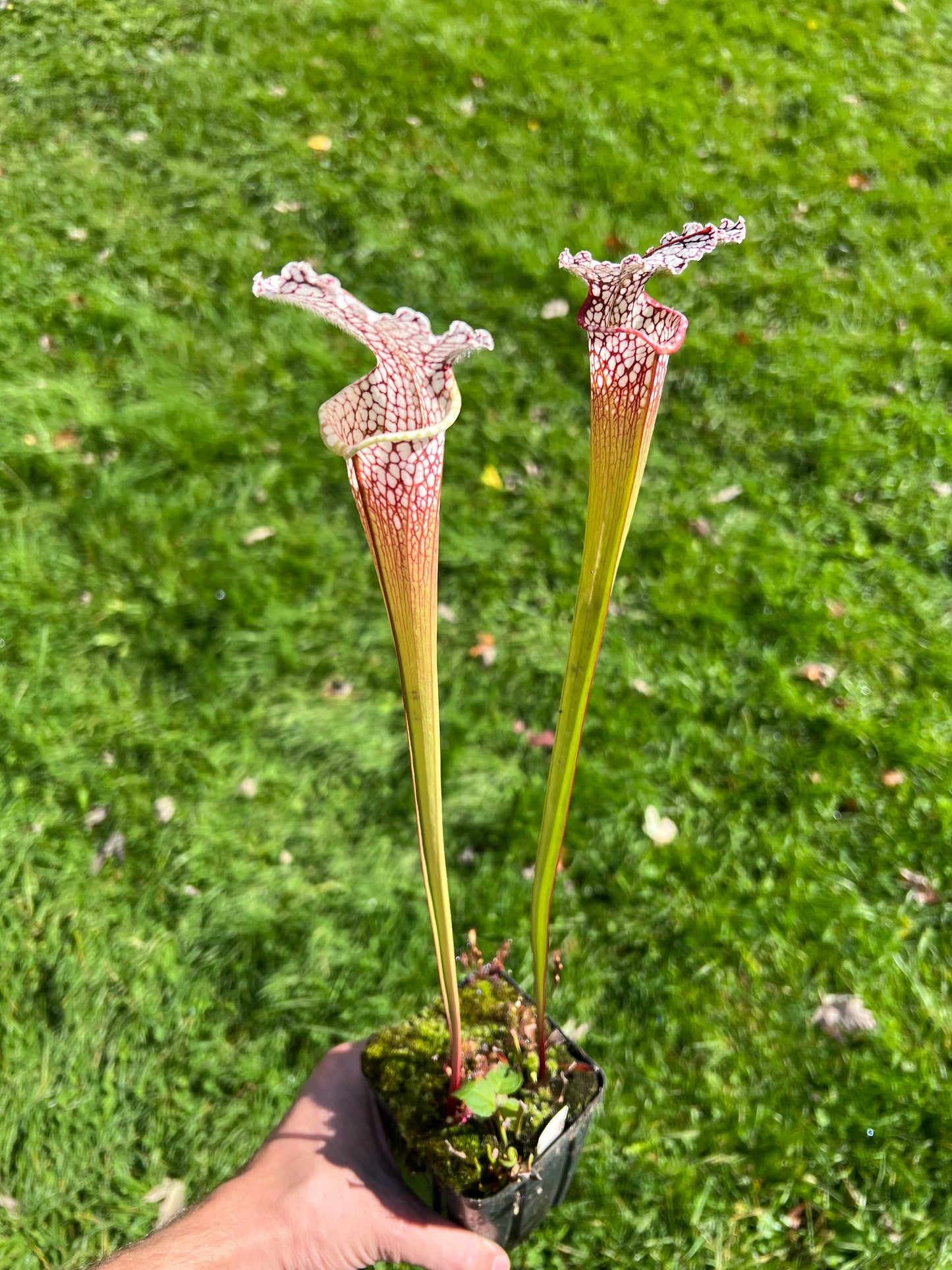 Sarracenia leucophylla (Leah Wilkerson’s Bog, Walton Co, FL) - Seed Grown