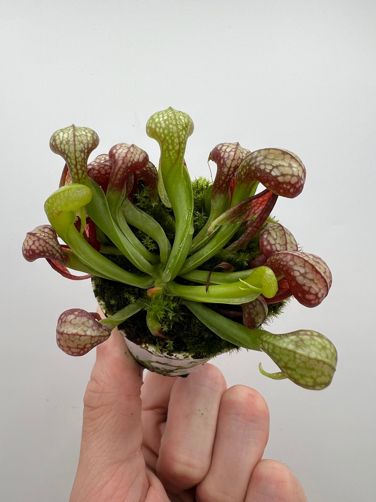 Darlingtonia californica (Cobra Pitcher Plant) - Seed Grown #162