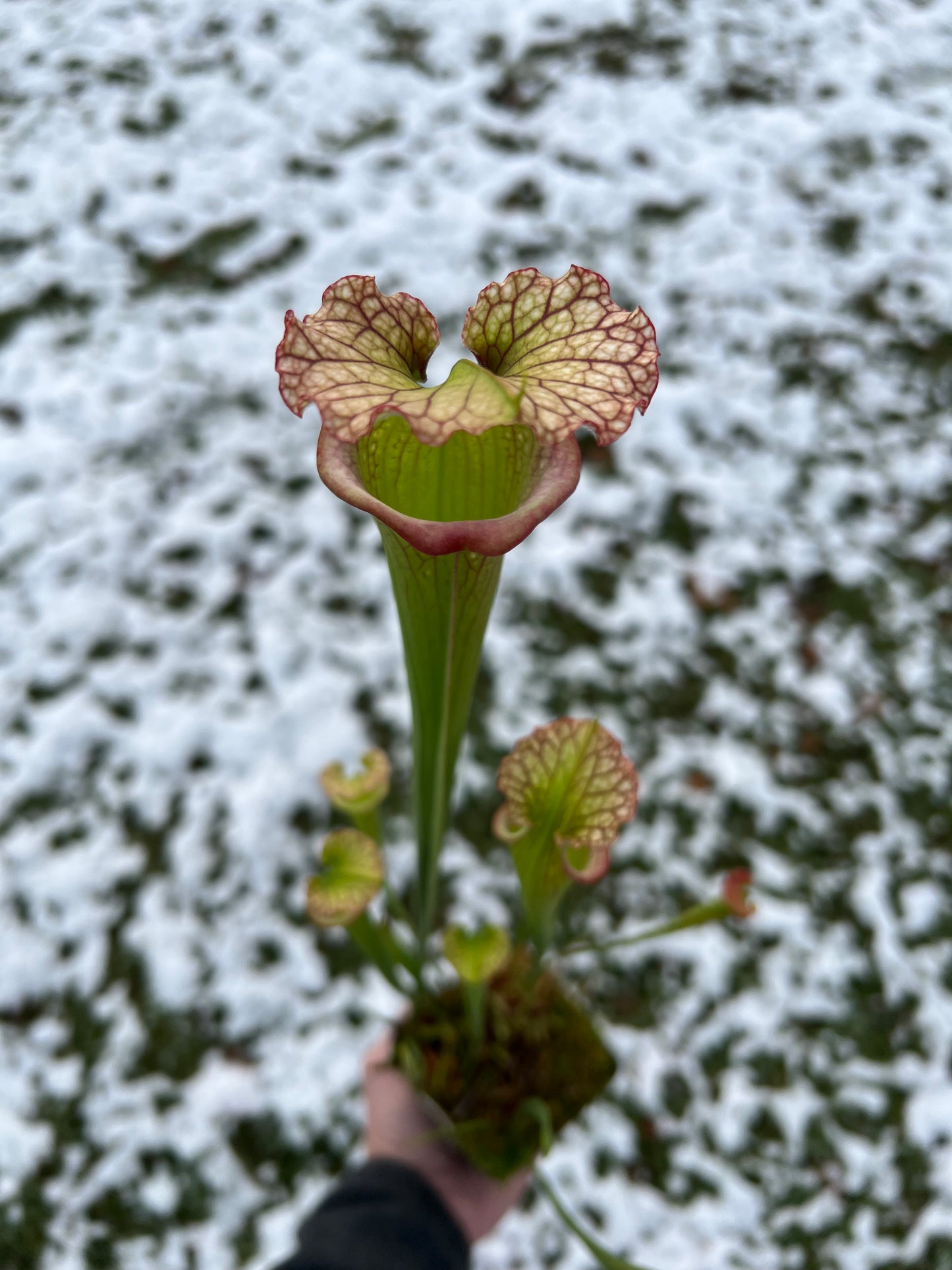 Sarracenia ‘Leah Wilkerson’ x ‘Adrian Slack’