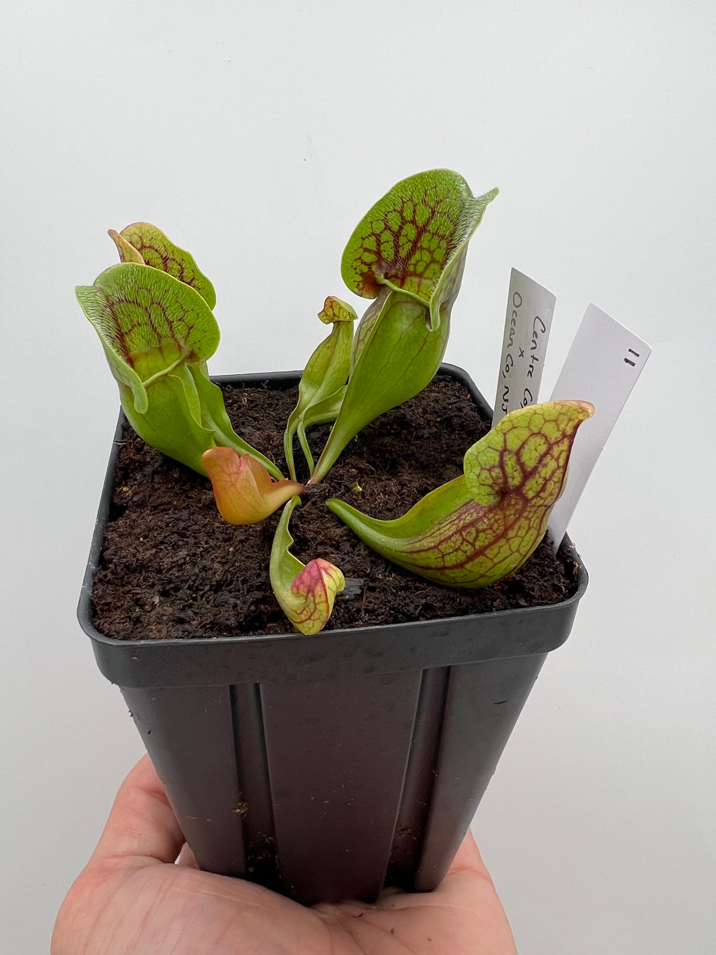 Sarracenia purpurea ssp. purpurea (Centre Co, PA) x (Ocean Co, NJ) - Seed Grown #11