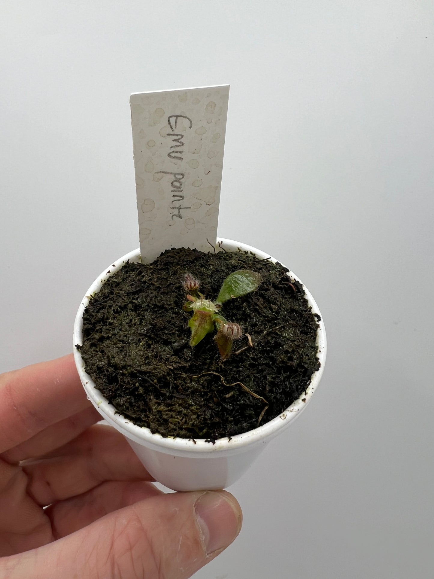 Cephalotus follicularis “Emu Pointe”