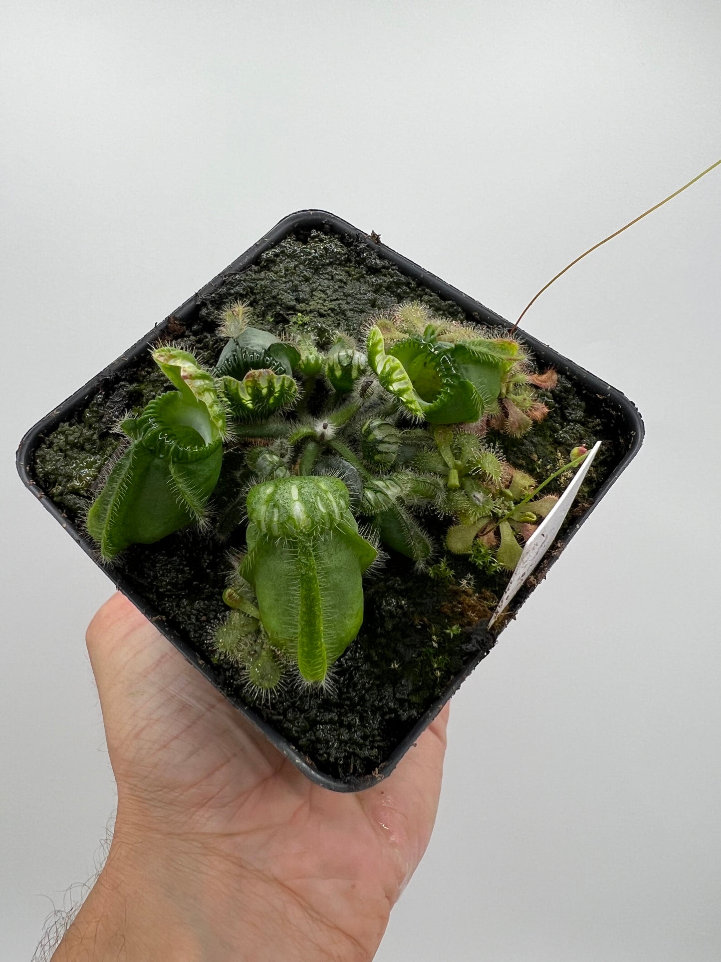 Cephalotus follicularis “Brewers Giant”