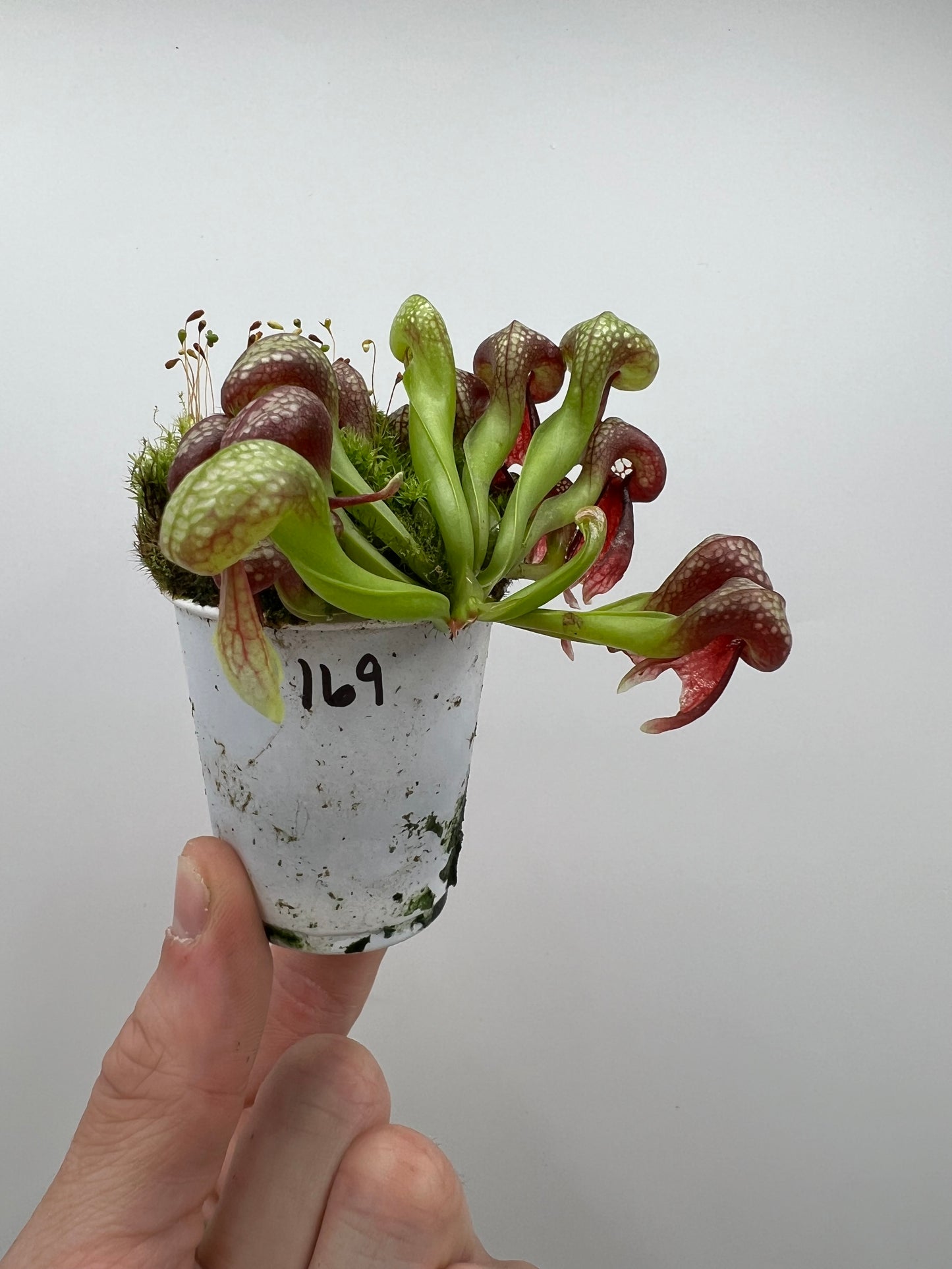 Darlingtonia californica (Cobra Pitcher Plant) - Seed Grown #169