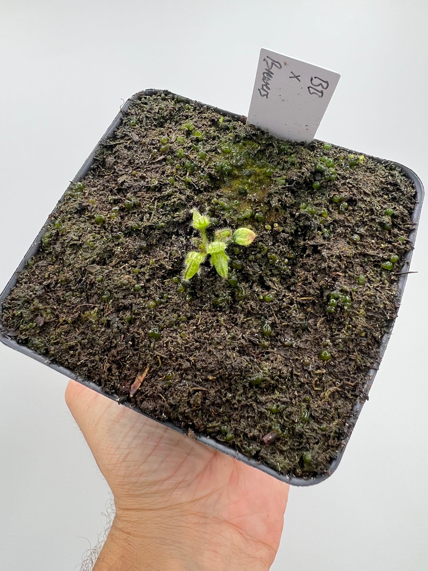 Cephalotus follicularis “Brewers Beauty” x “Brewers”