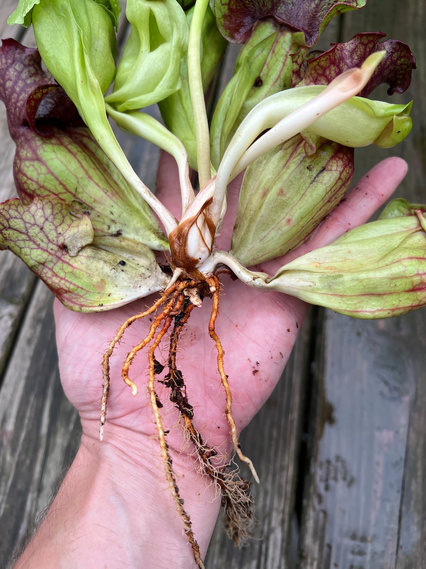 Sarracenia purpurea “Rufflestiltskin”