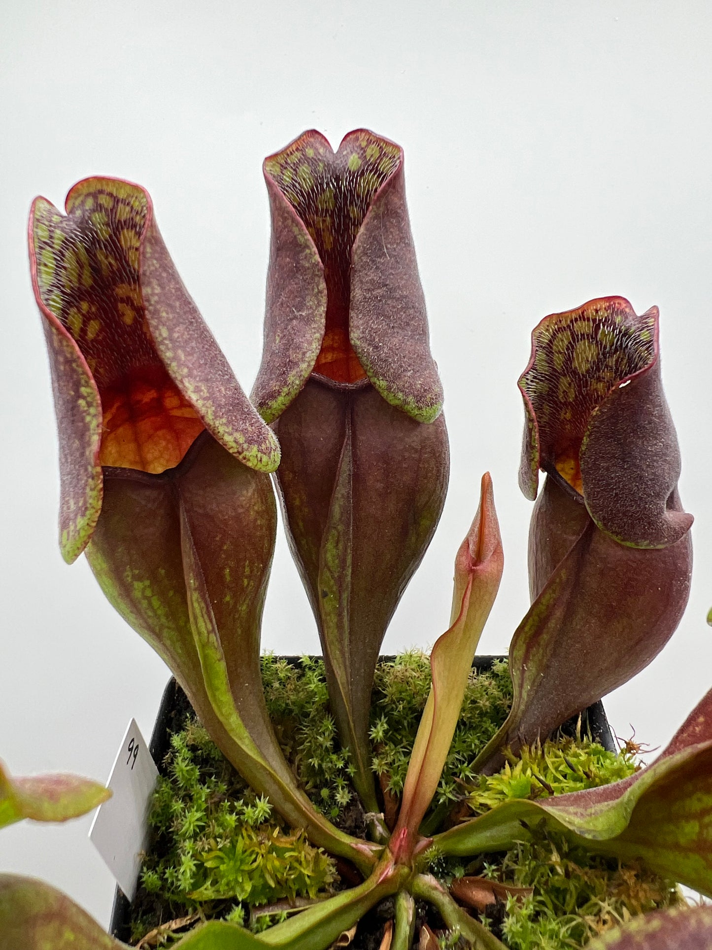 Sarracenia purpurea ssp. purpurea (Centre Co, PA) - Seed Grown #99