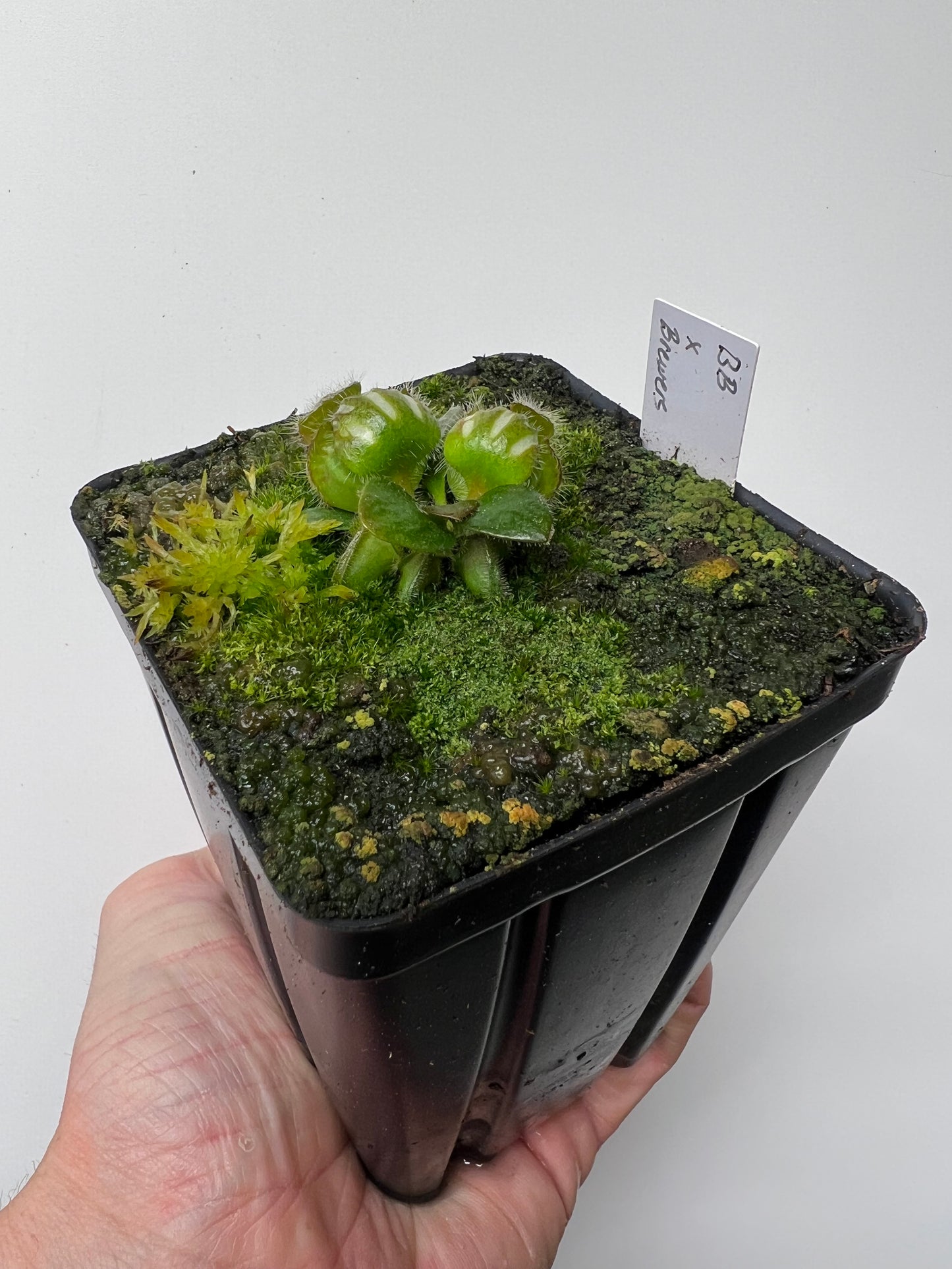 Cephalotus follicularis “Brewers Beauty” x “Brewers”