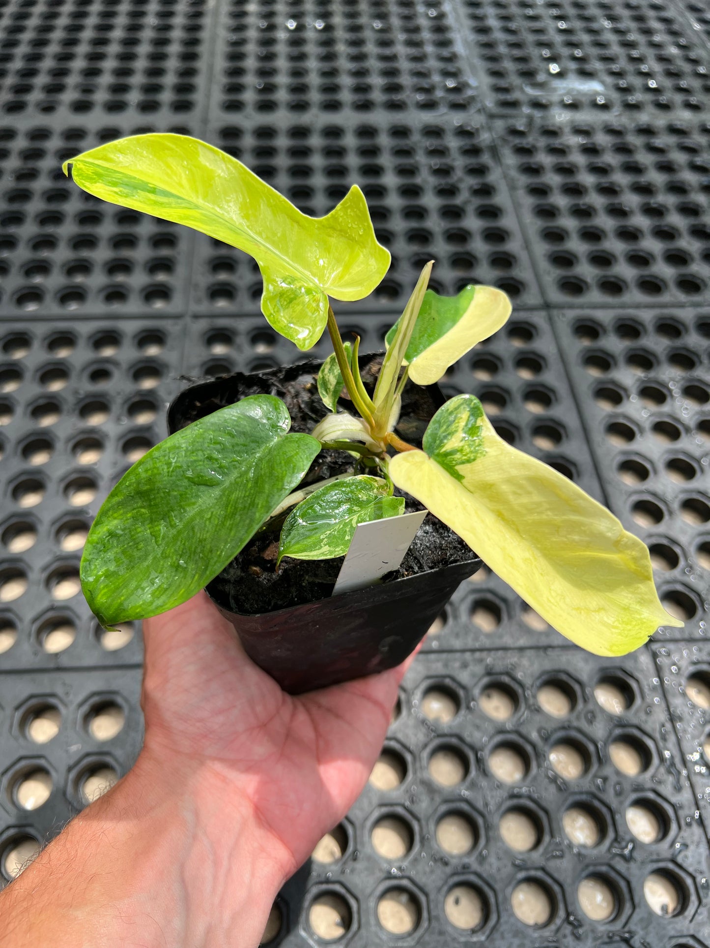 Philodendron ‘Florida Beauty’