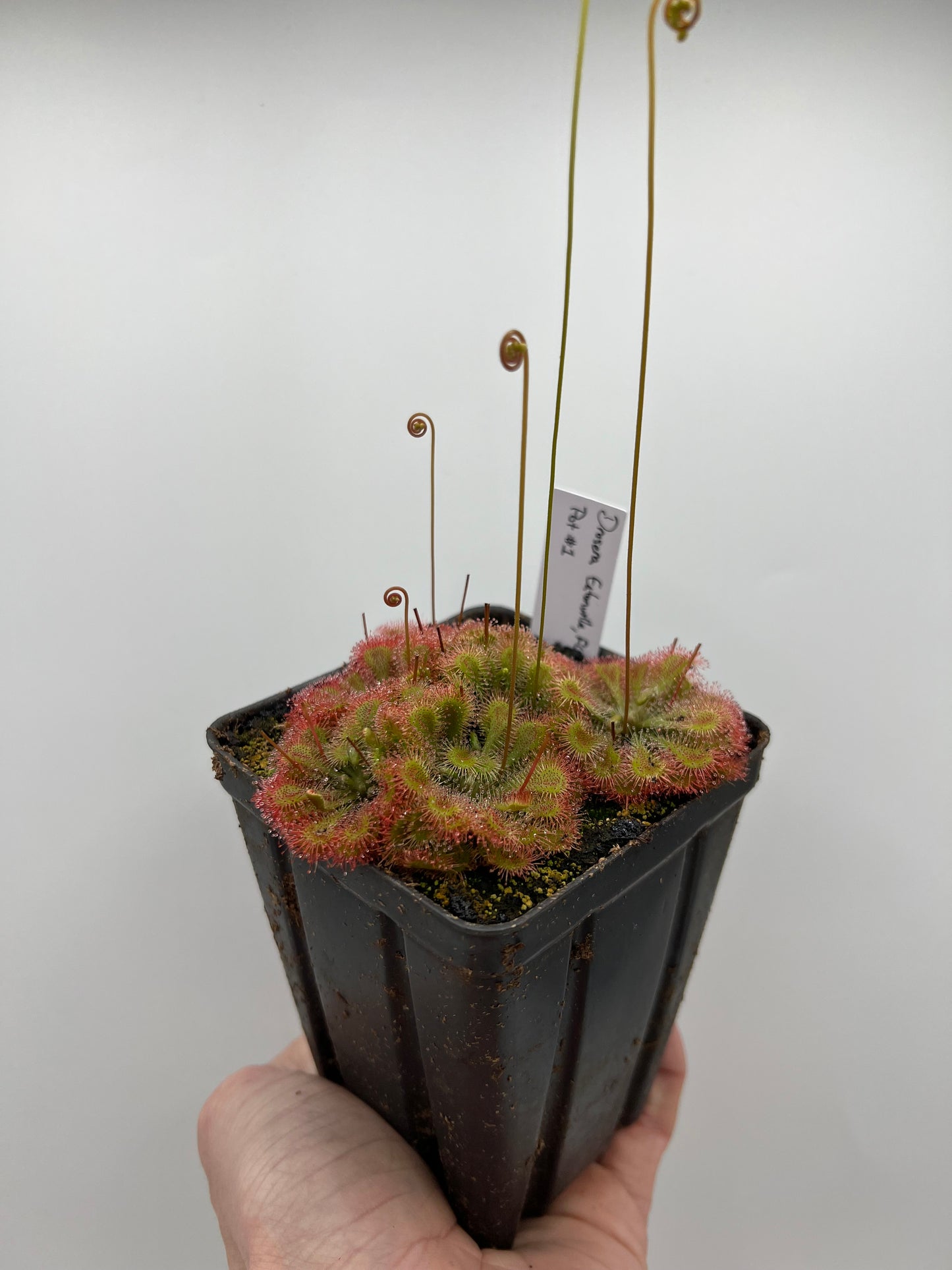Drosera “Eatonville, FL” - Pot #1