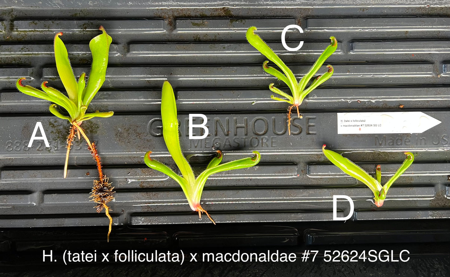 Heliamphora (tatei x folliculata) x macdonaldae #7 52624SGLC - Fresh Divisions