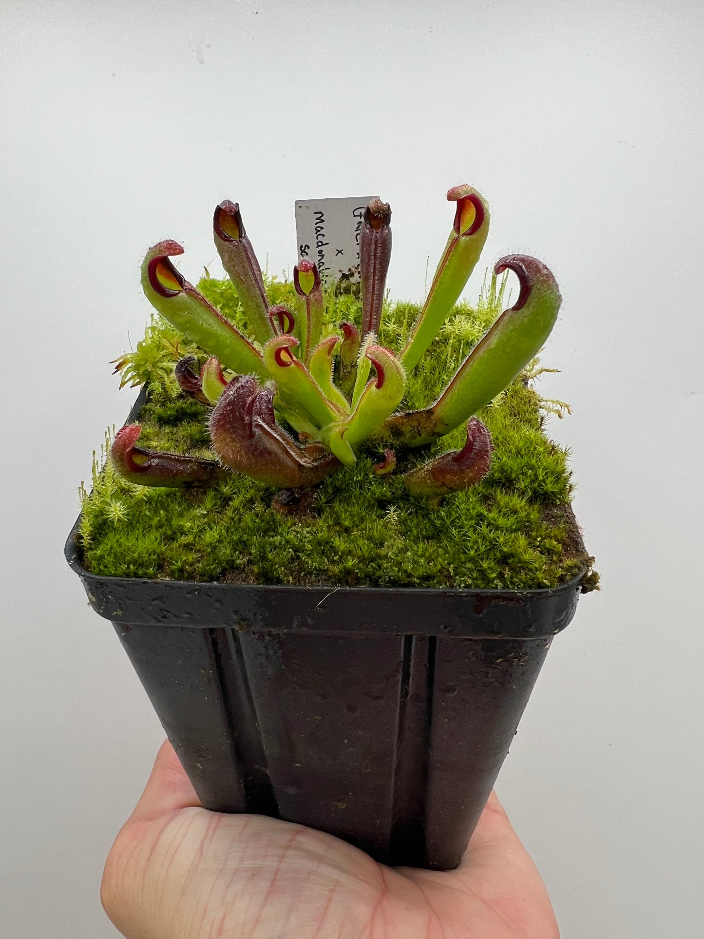 Heliamphora (tatei x folliculata) x macdonaldae sg #5 LC