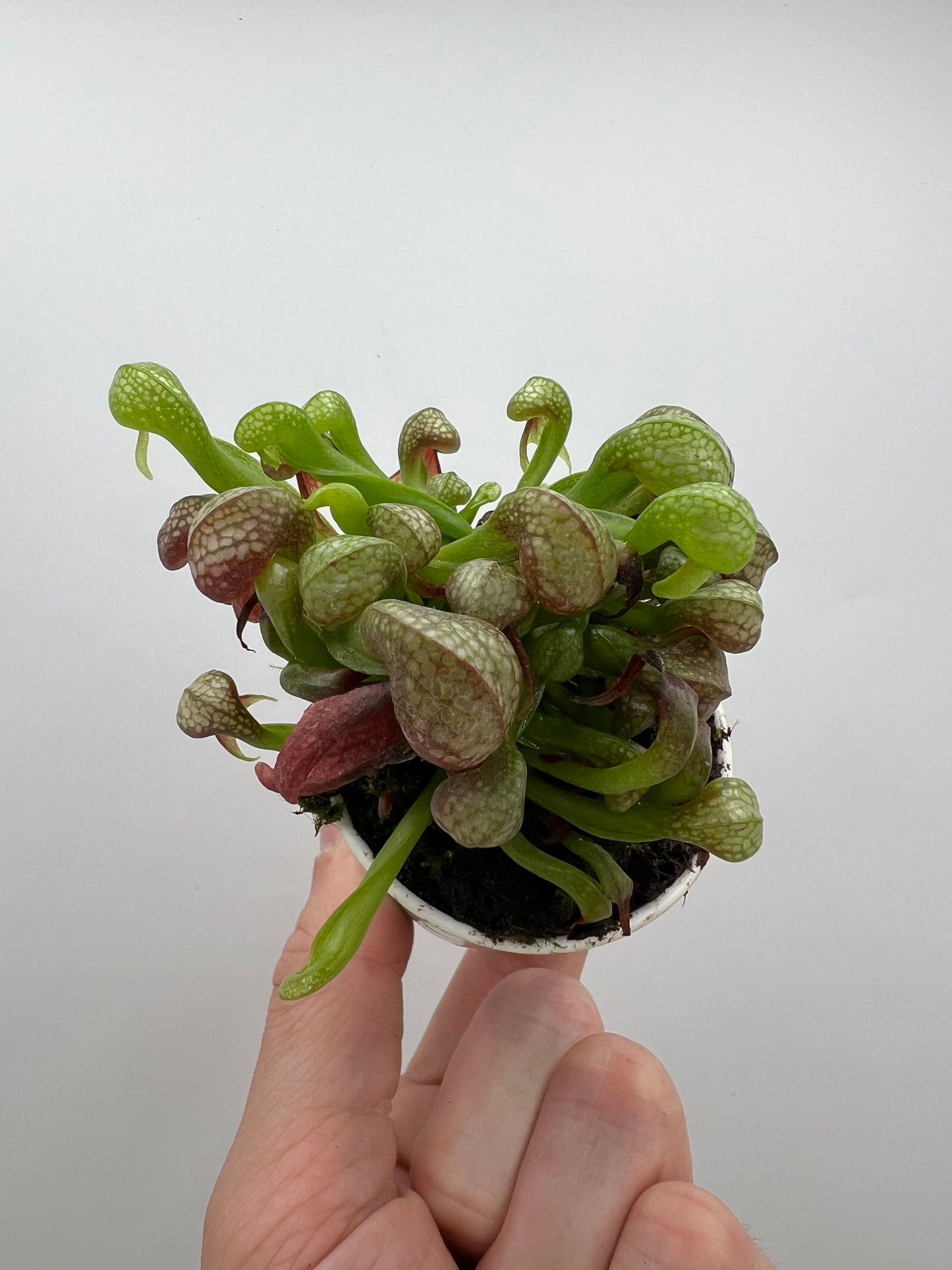 Darlingtonia californica (Cobra Pitcher Plant) - Seed Grown #164