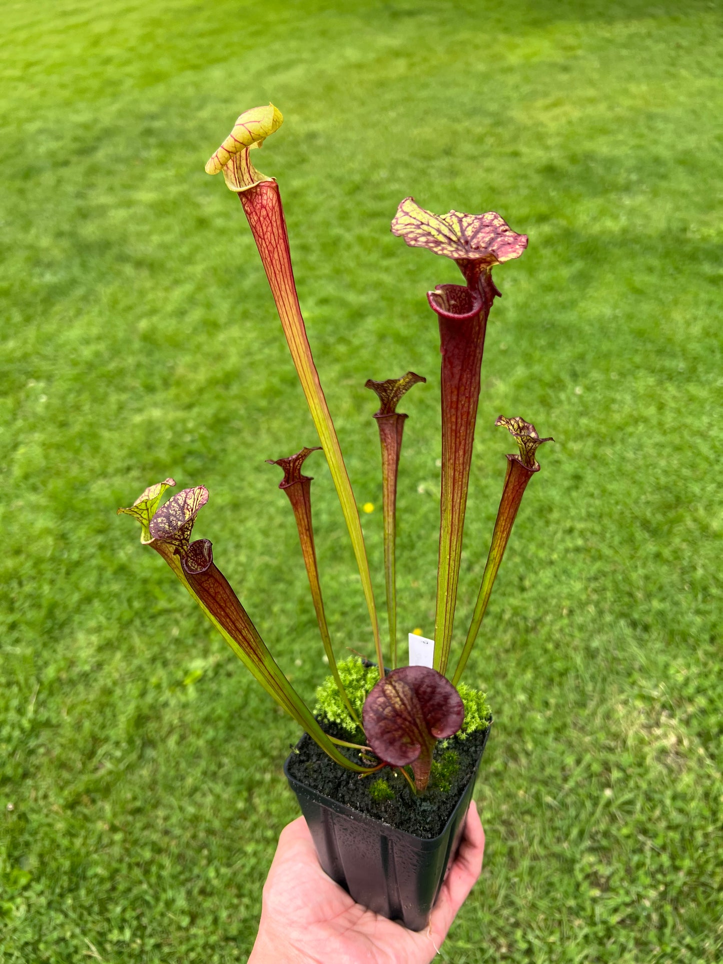Sarracenia flava var. rubricorpora x “Strawberry Milkshake” - Seed Grown #7