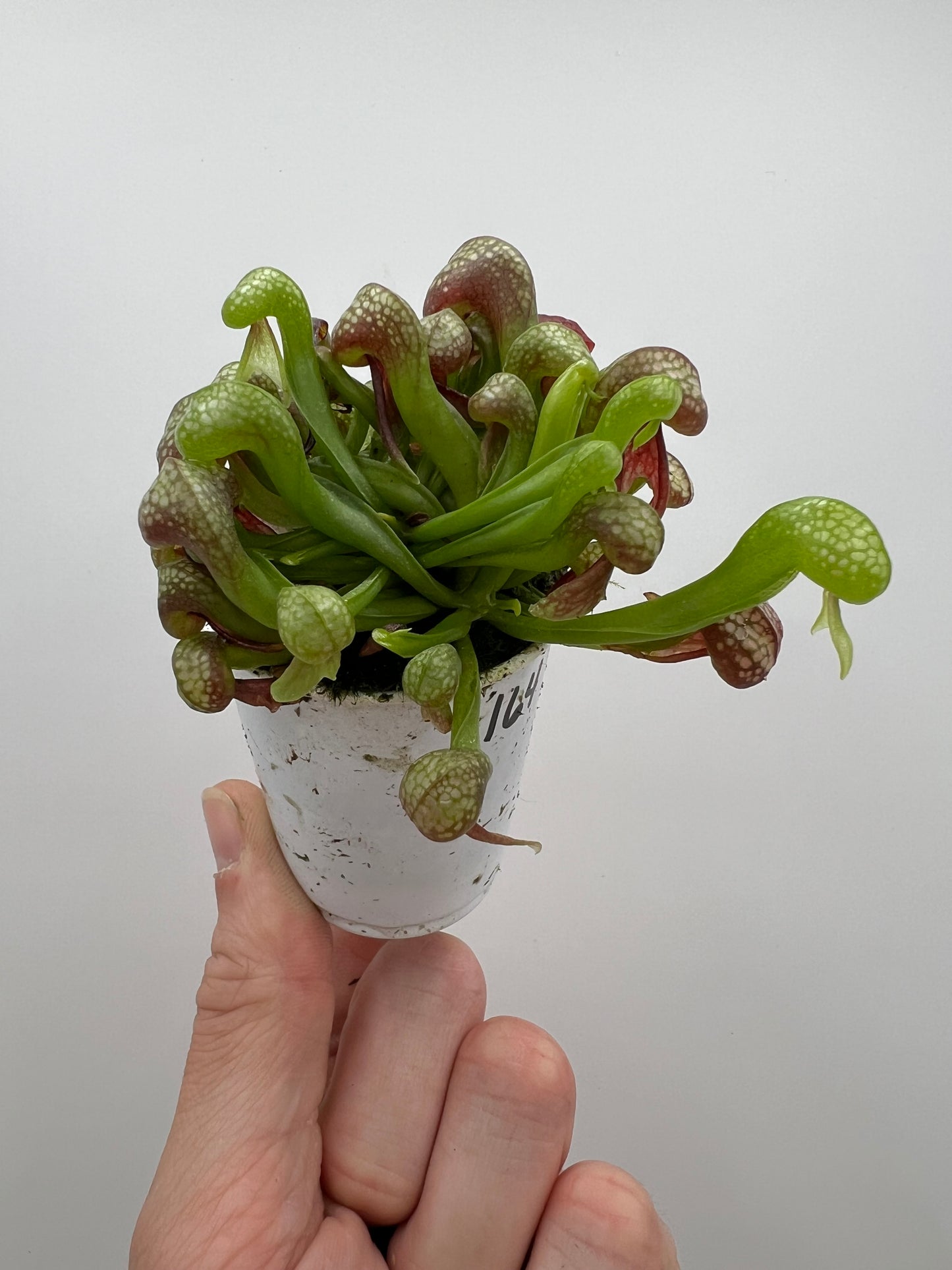 Darlingtonia californica (Cobra Pitcher Plant) - Seed Grown #164
