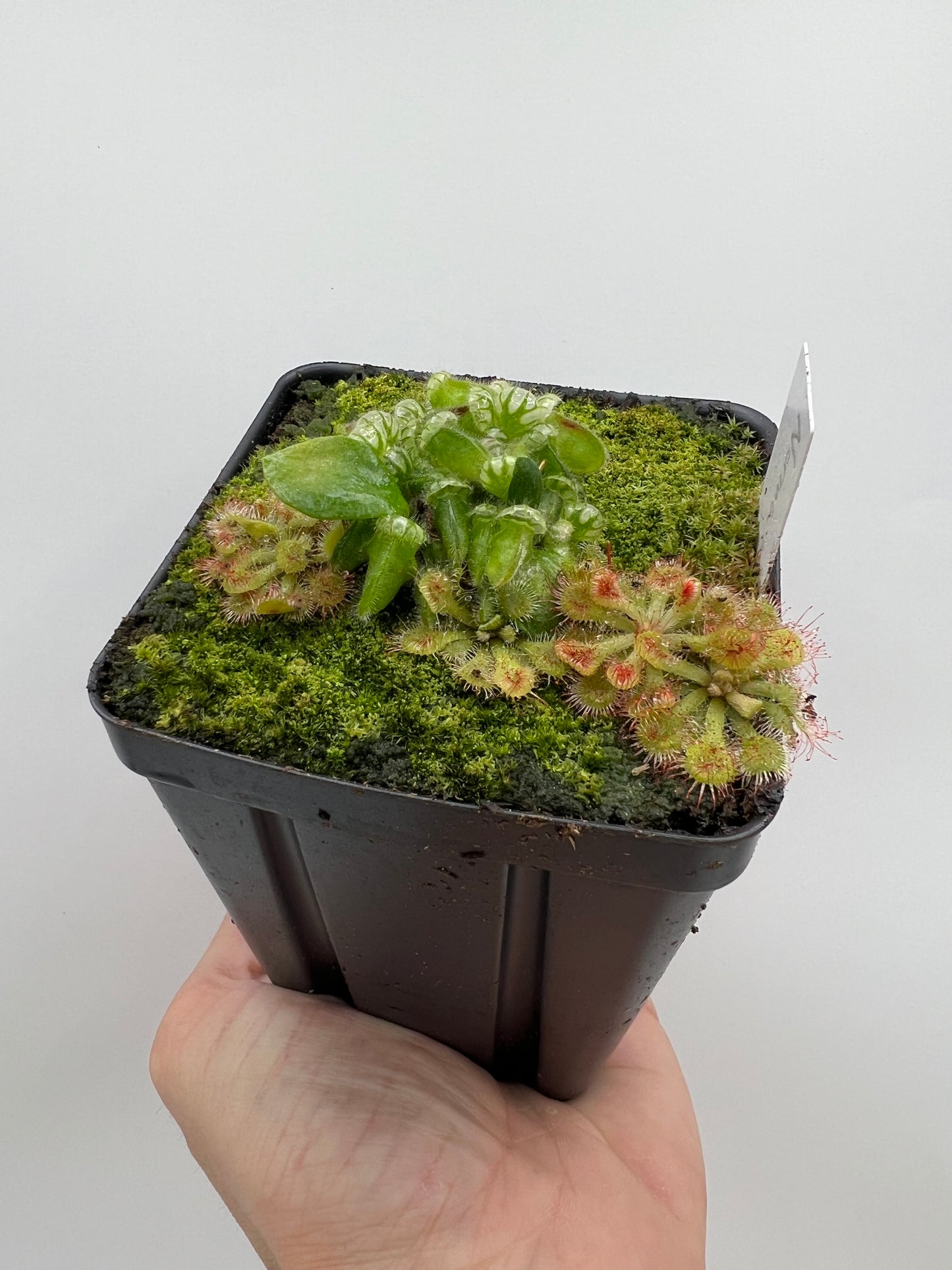 Cephalotus follicularis “Norma”