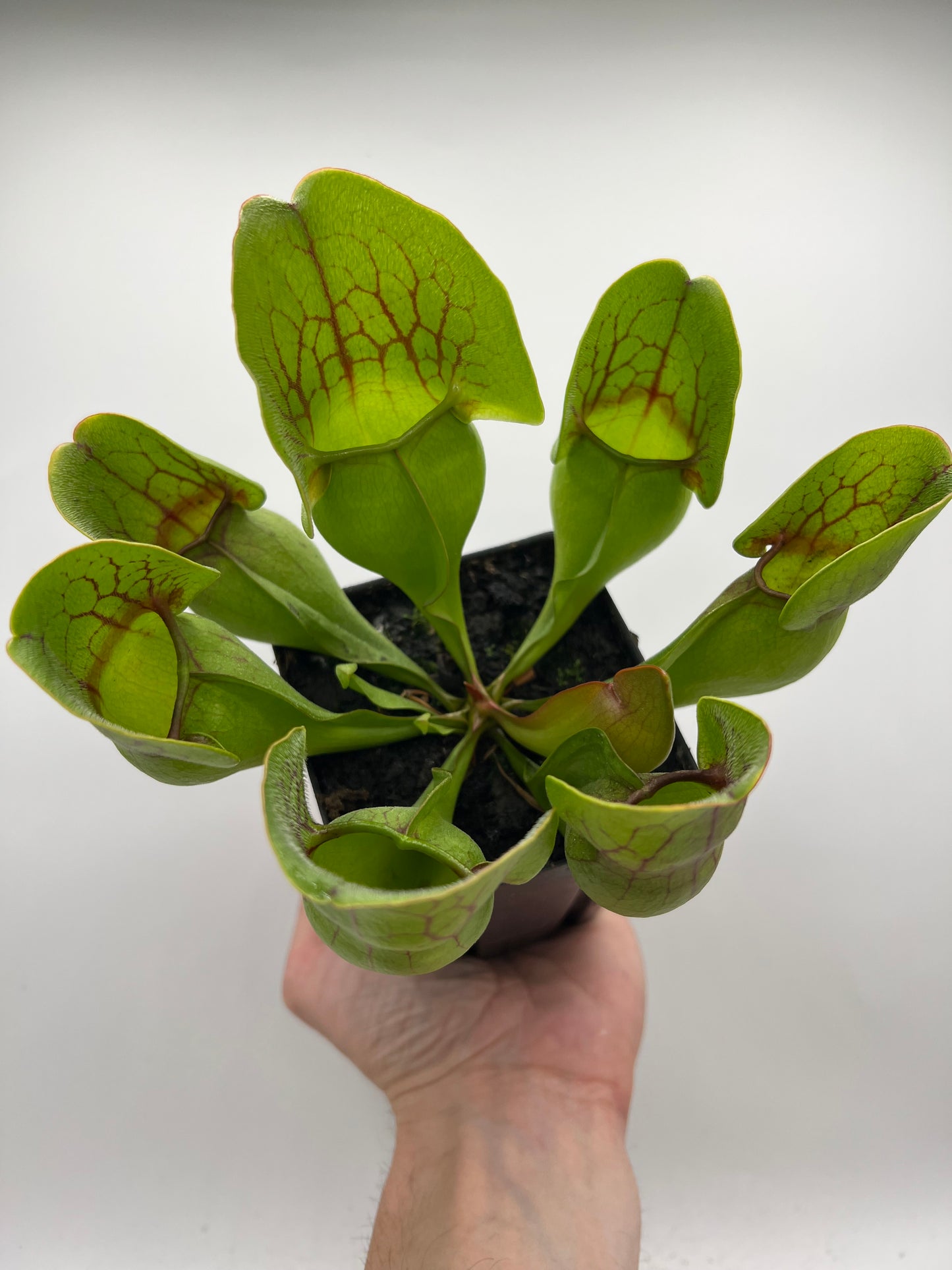 Sarracenia purpurea ssp. purpurea (Centre Co, PA) - Seed Grown #94