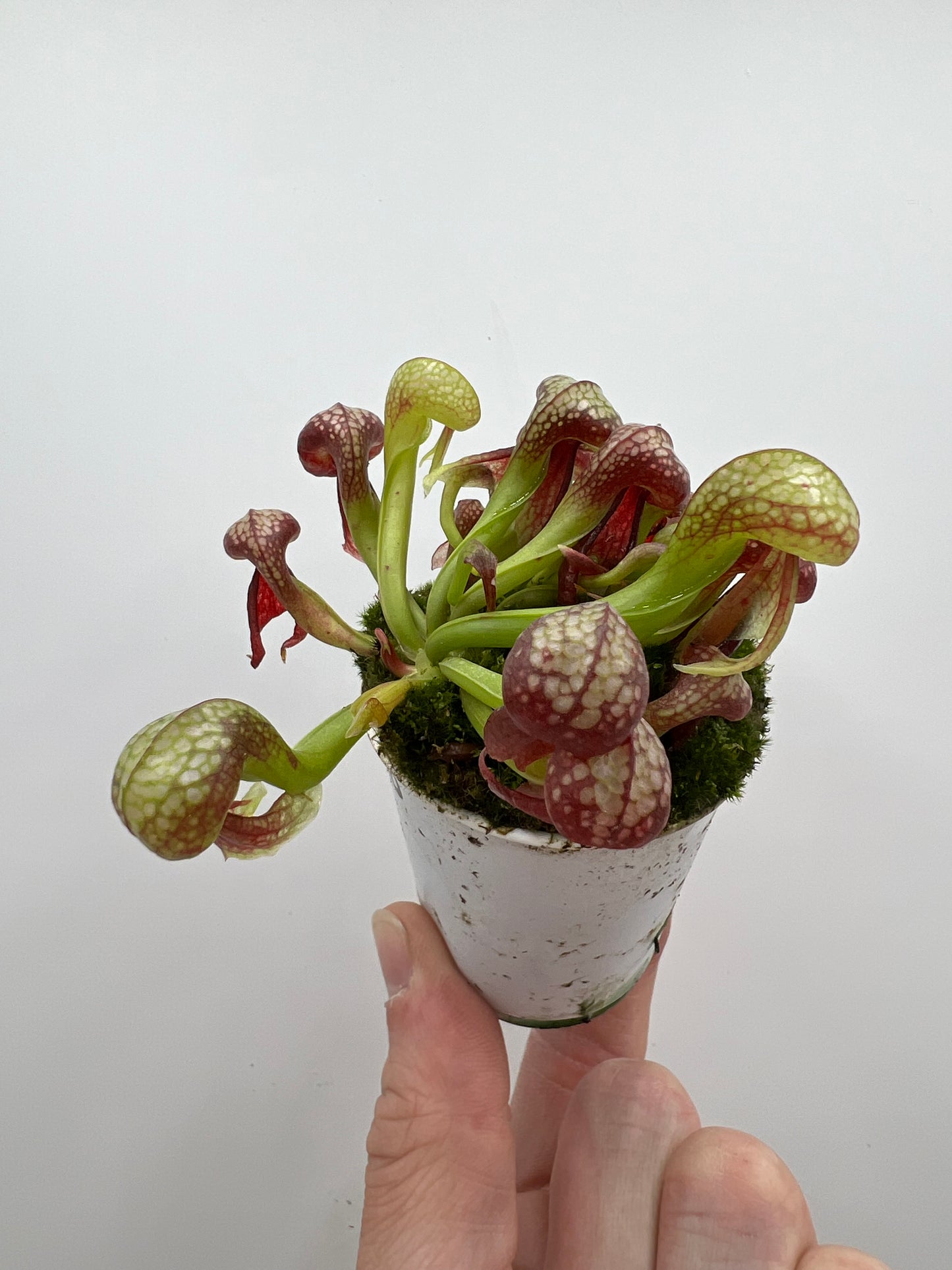 Darlingtonia californica (Cobra Pitcher Plant) - Seed Grown #160
