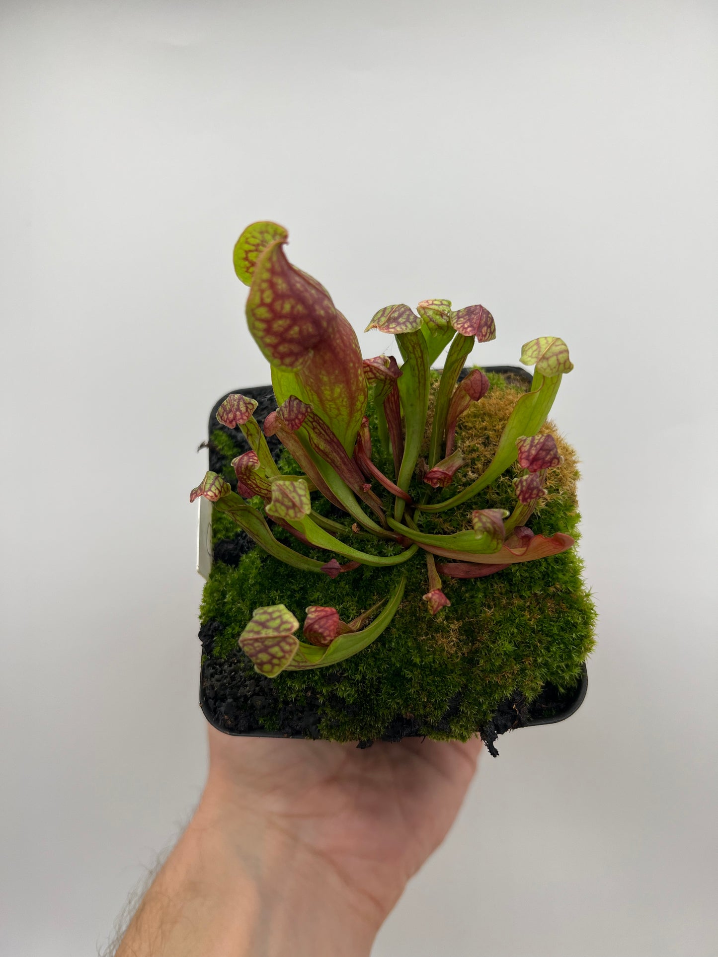 Sarracenia purpurea ssp. purpurea (Centre Co, PA) - Seed Grown