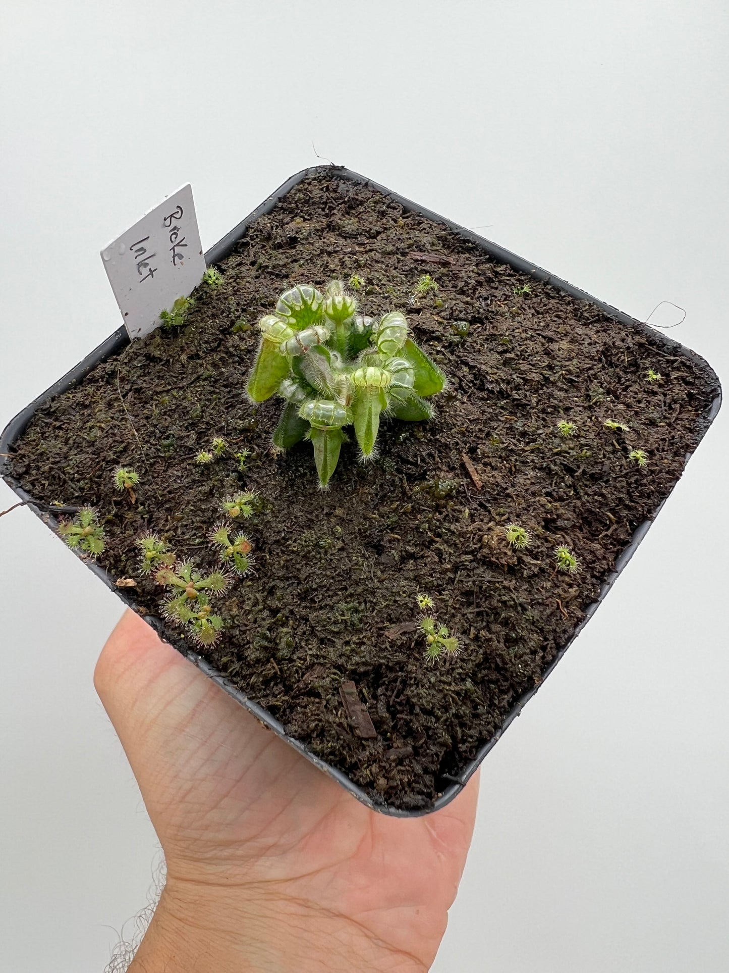 Cephalotus follicularis “Broke Inlet”