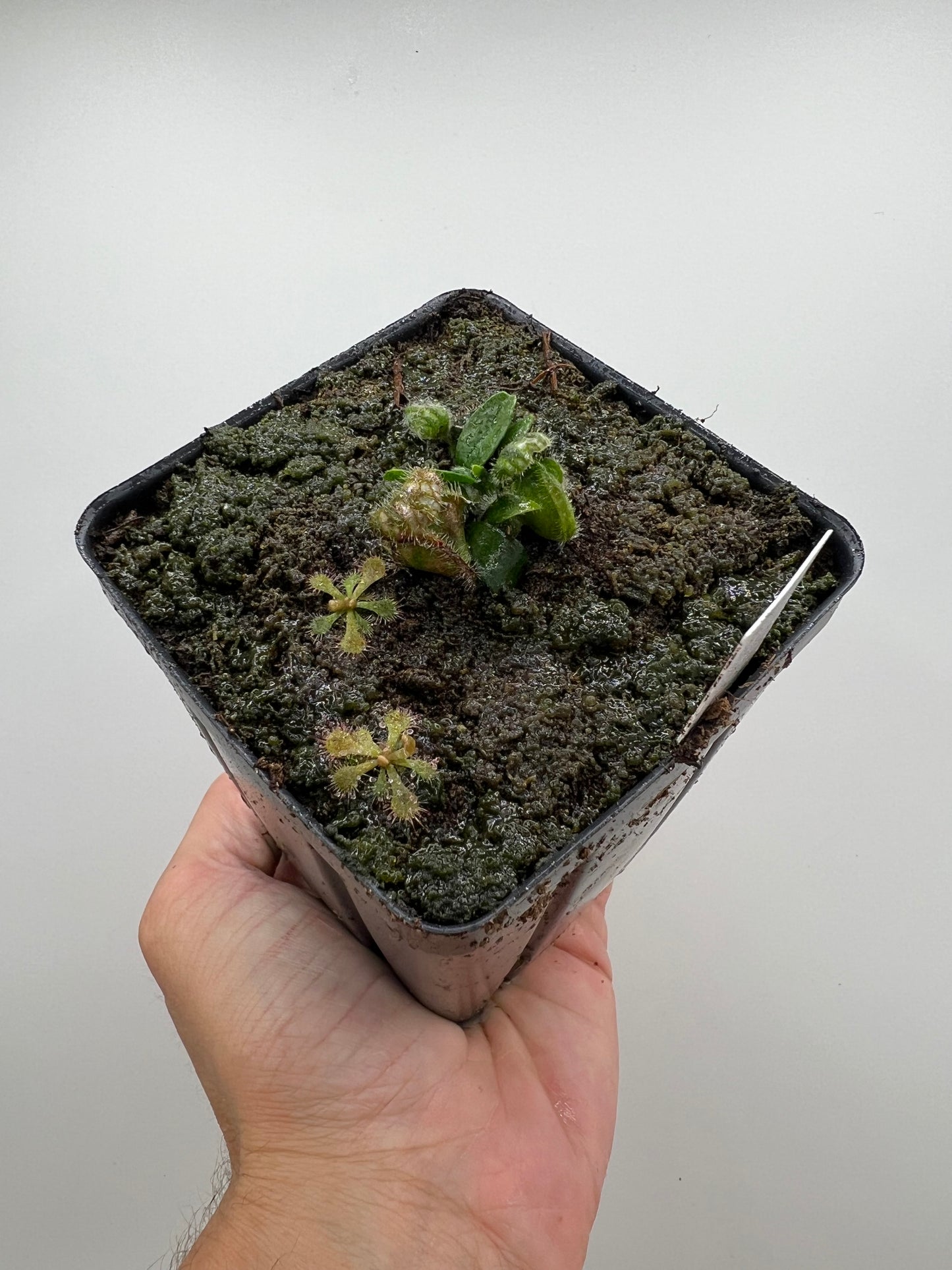 Cephalotus follicularis “Mighty Midget” - *Rare*