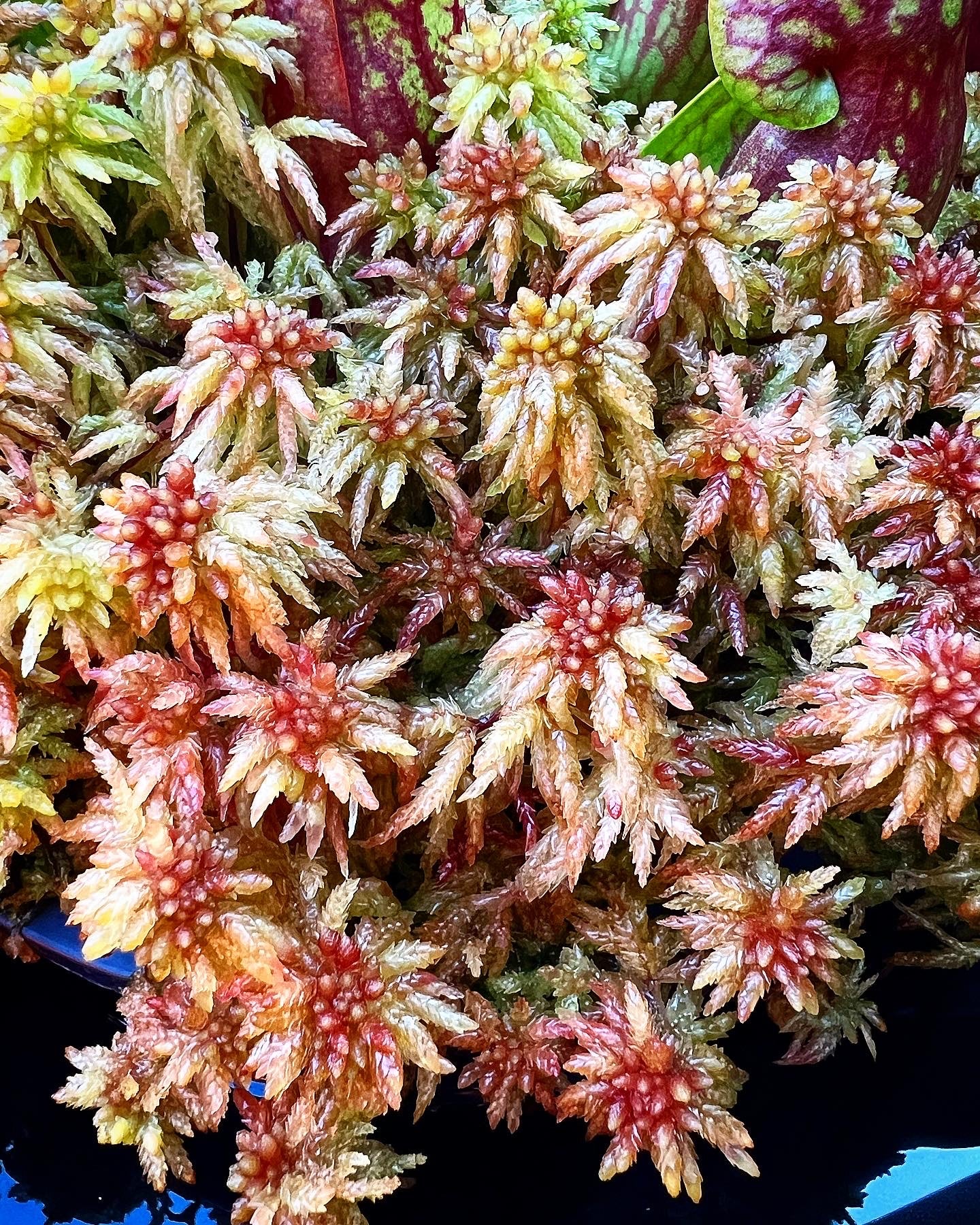 sphagnum moss for succulents Live Sphagnum Moss