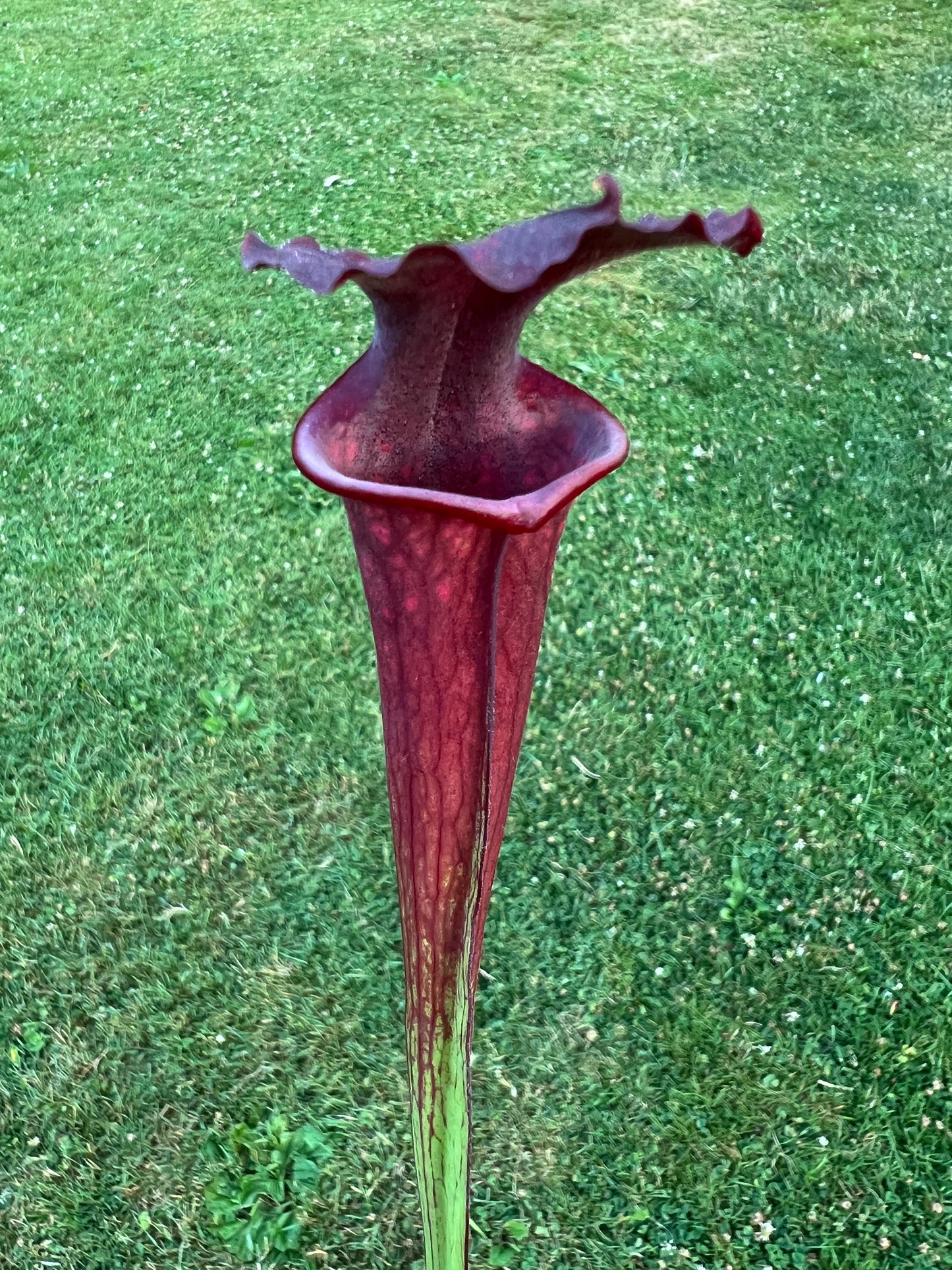 Sarracenia “Purple Sparks” - (Phil Faulisi)