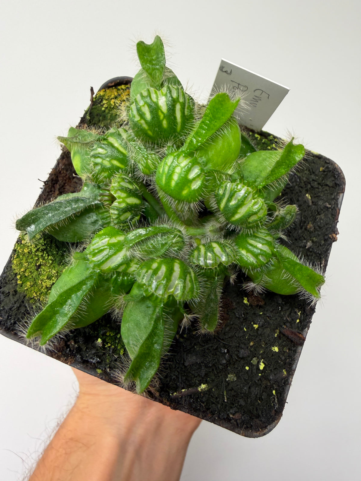 Cephalotus follicularis “Emu Pointe” #3