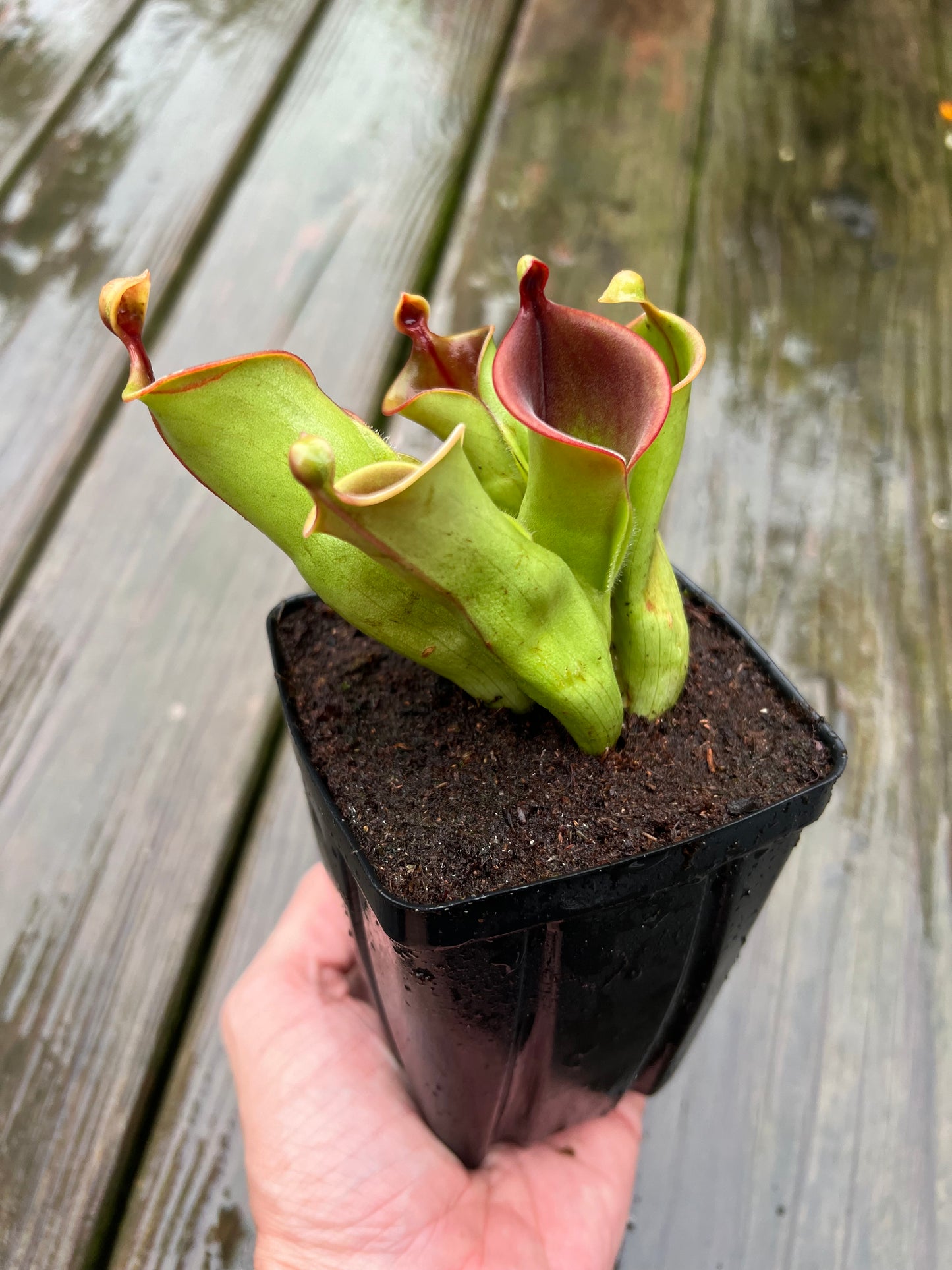 Heliamphora heterodoxa x minor - Potted Division