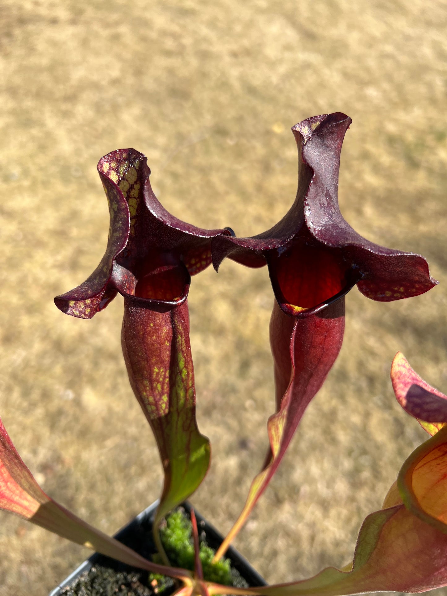 Sarracenia x catesbaei - (flava var. rubricorp. x purp. venosa) - Seed Grown #4