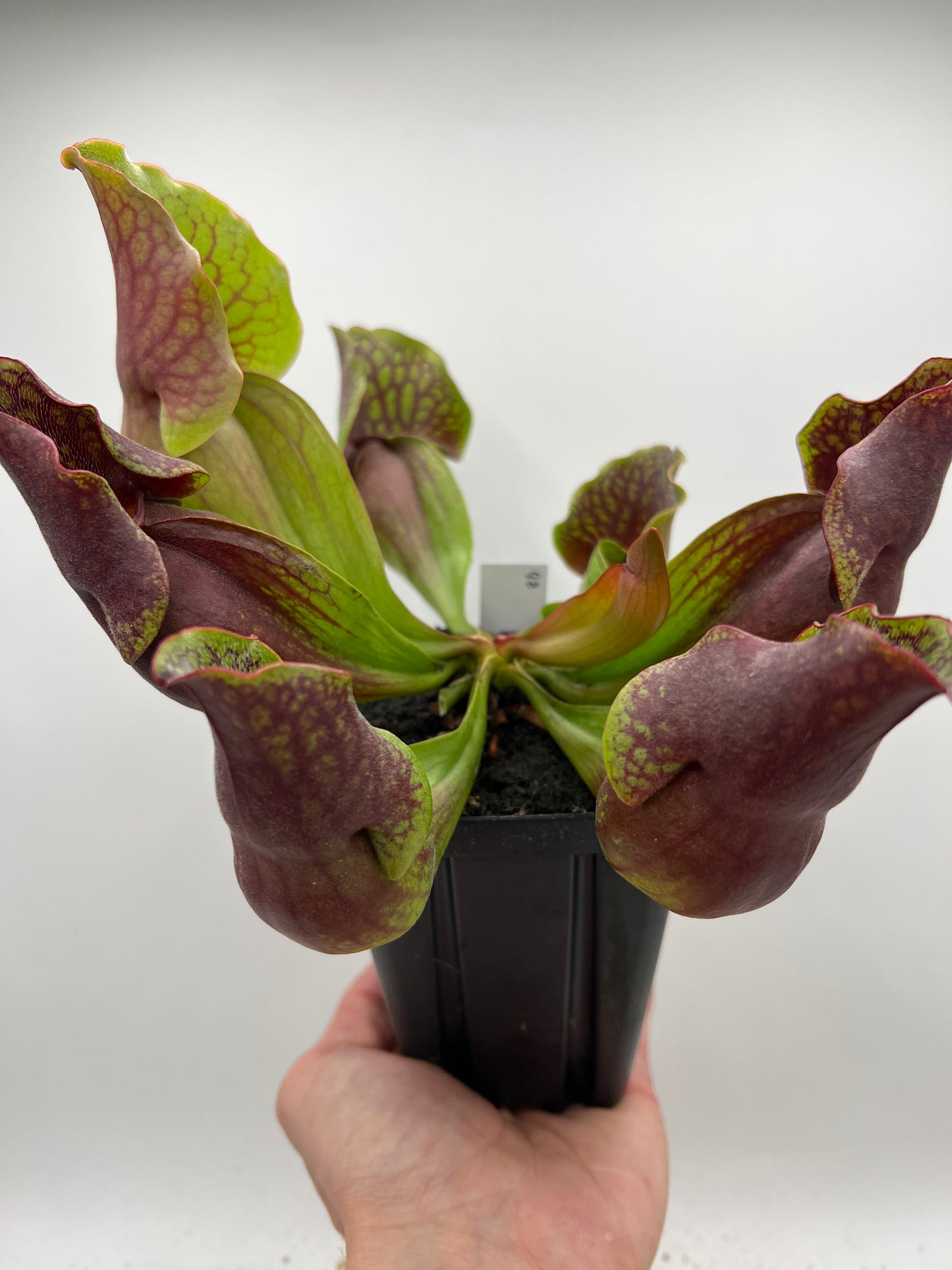 Sarracenia purpurea ssp. purpurea (Centre Co, PA) - Seed Grown #98