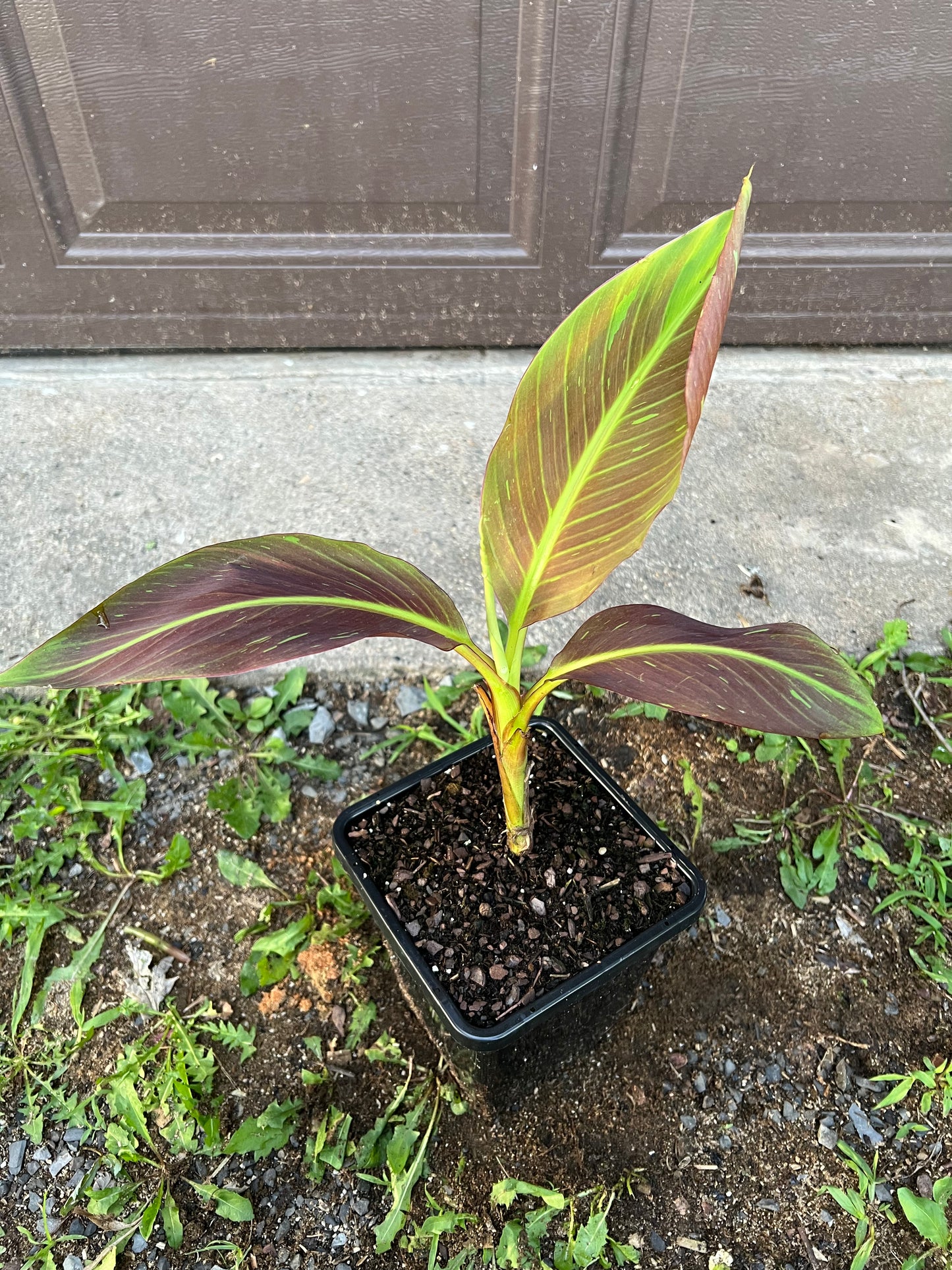 Musa ‘Siam Ruby’