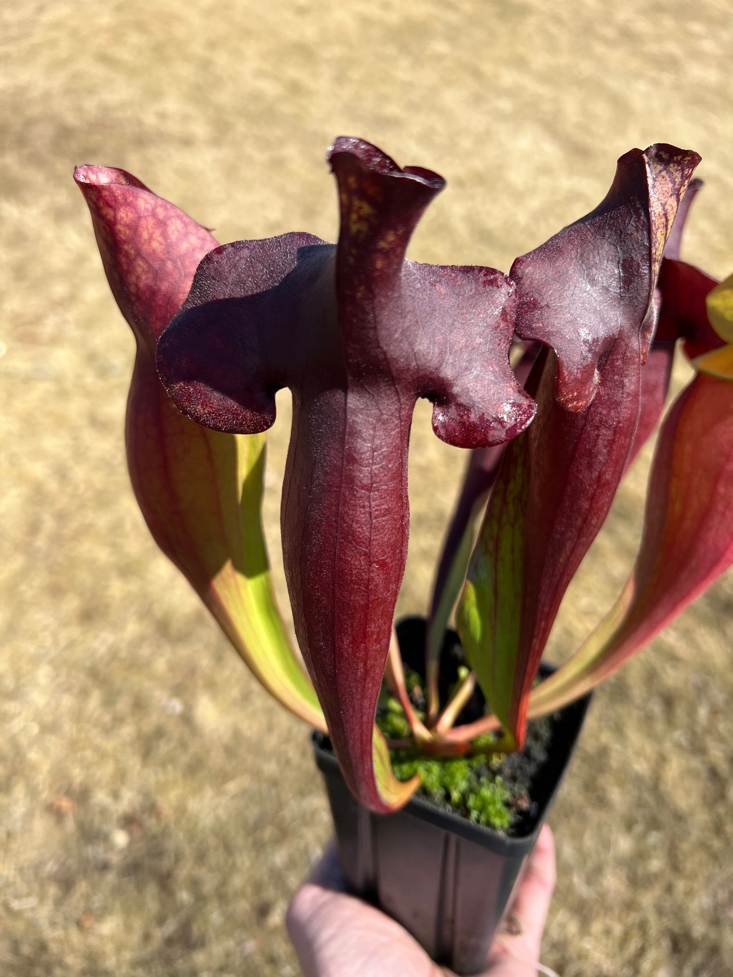 Sarracenia x catesbaei - (flava var. rubricorp. x purp. venosa) - Seed Grown #4
