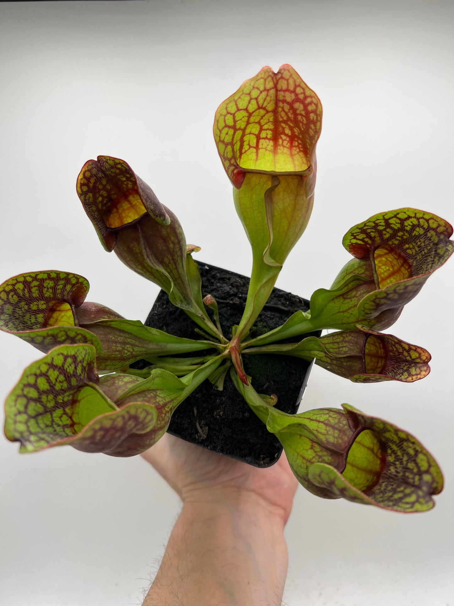 Sarracenia purpurea ssp. purpurea (Centre Co, PA) - Seed Grown #96
