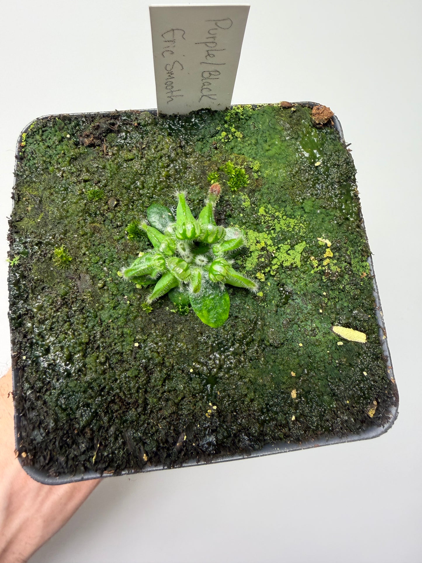 Cephalotus follicularis “Purple/Black” - Eric Smooth