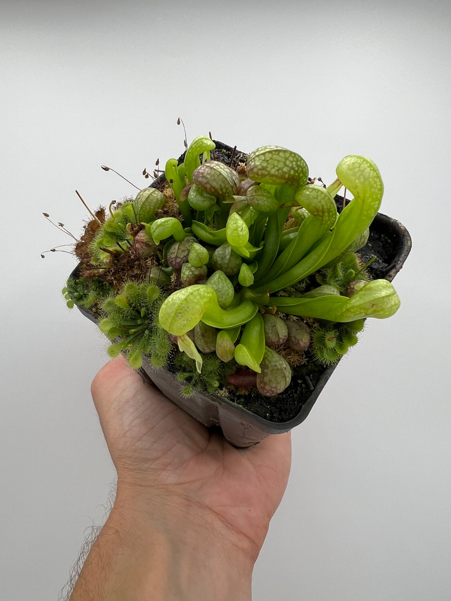 Darlingtonia californica (Cobra Pitcher Plant) - Seed Grown #199