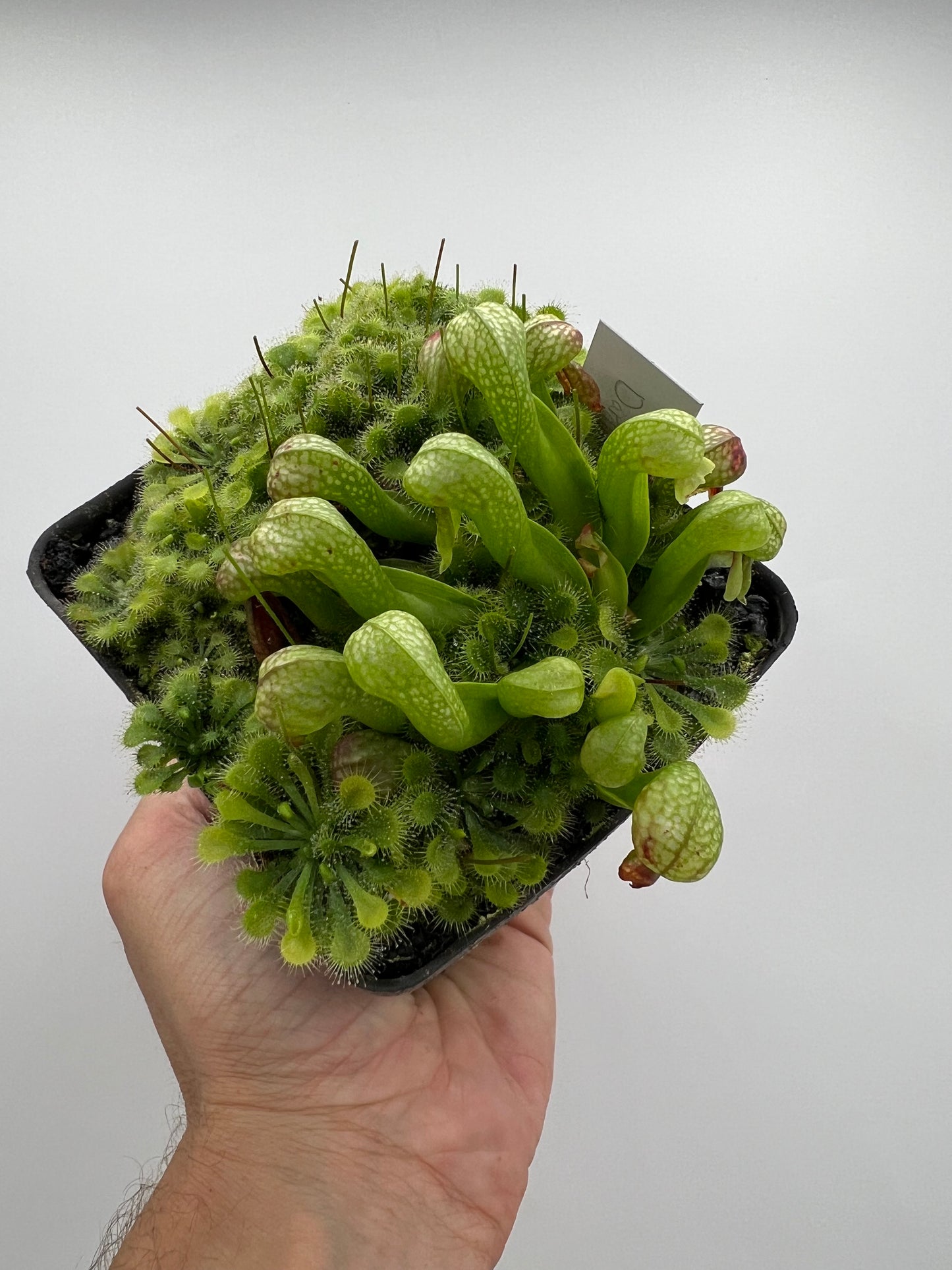 Darlingtonia californica (Cobra Pitcher Plant) - Seed Grown #200