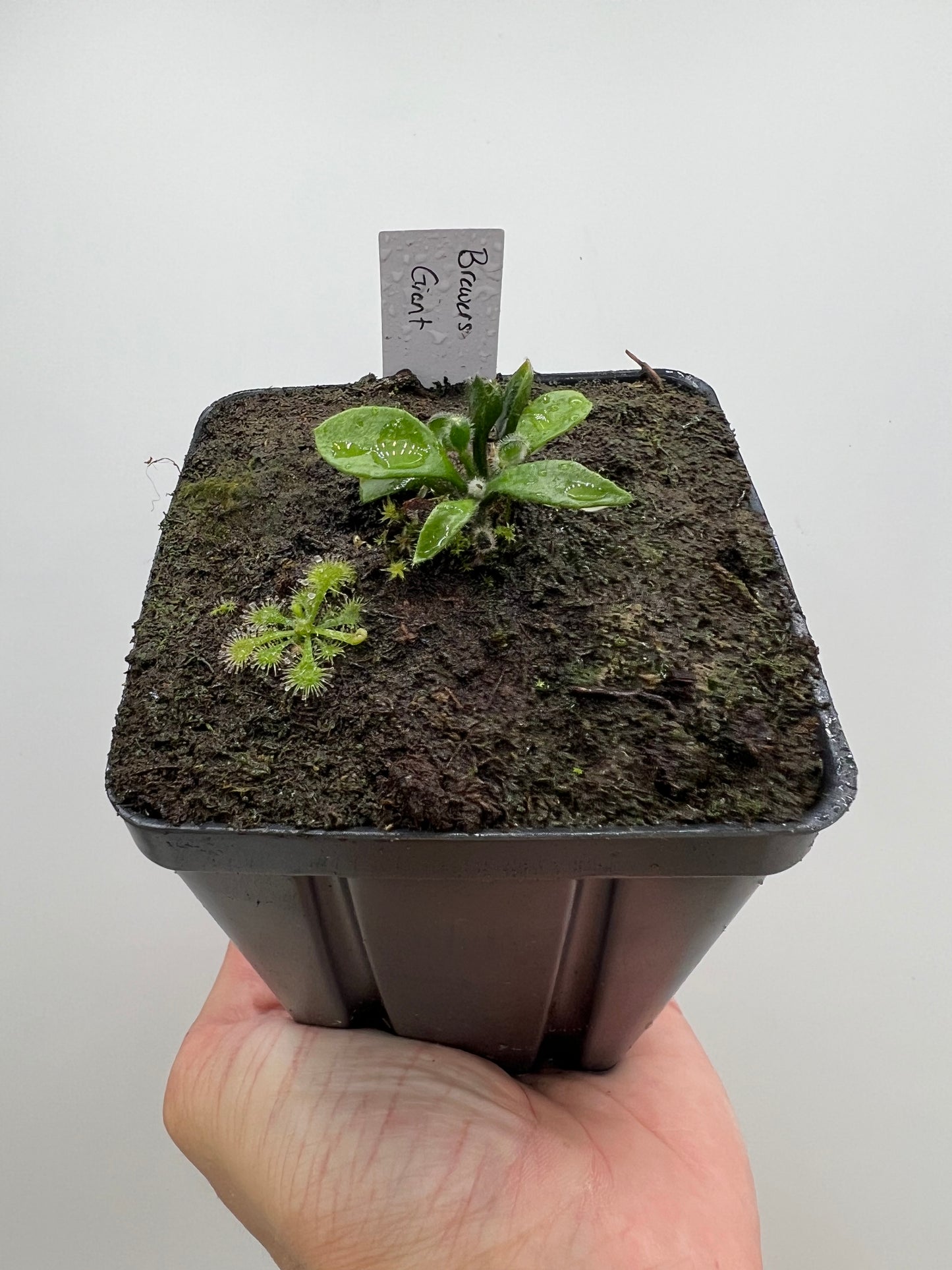 Cephalotus follicularis “Brewers Giant”