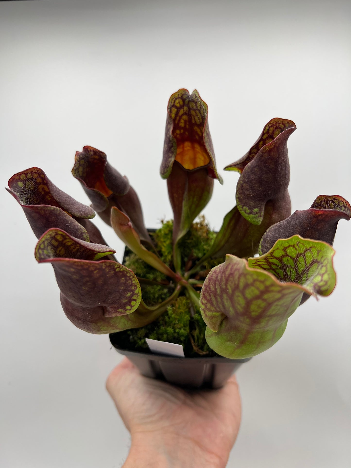 Sarracenia purpurea ssp. purpurea (Centre Co, PA) - Seed Grown #99