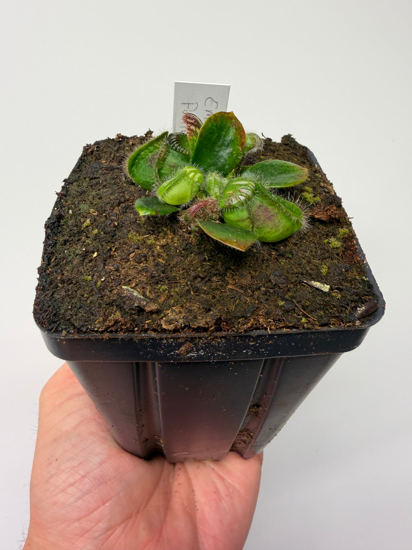 Cephalotus follicularis “Emu Pointe”