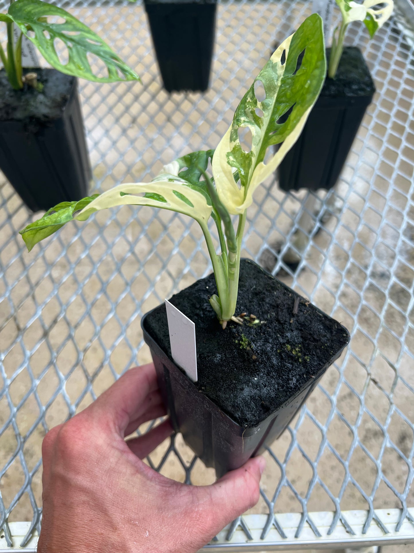 Monstera adansonii “Tricolor” LC