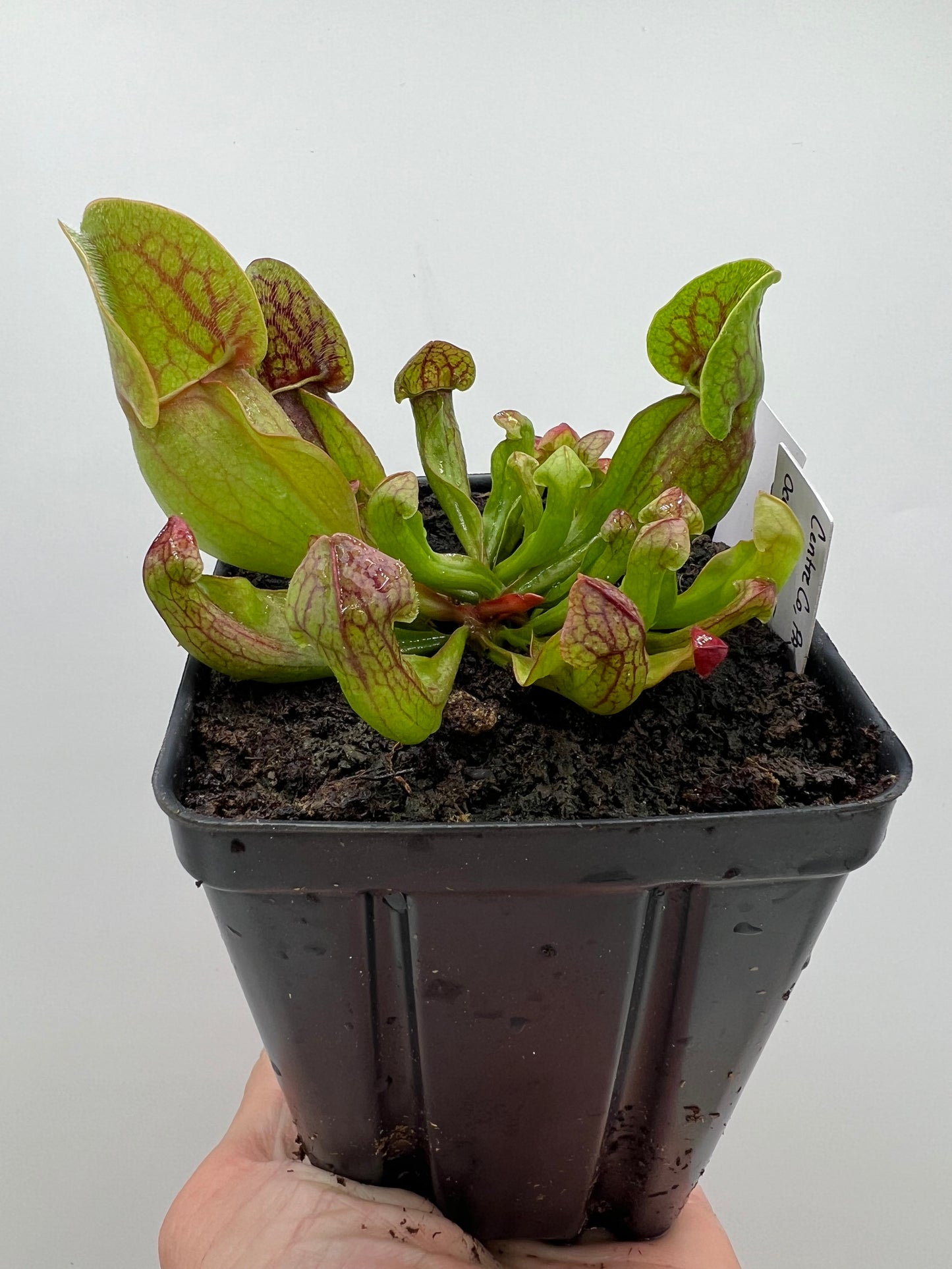 Sarracenia purpurea ssp. purpurea (Centre Co, PA) x (Ocean Co, NJ) - Seed Grown #20