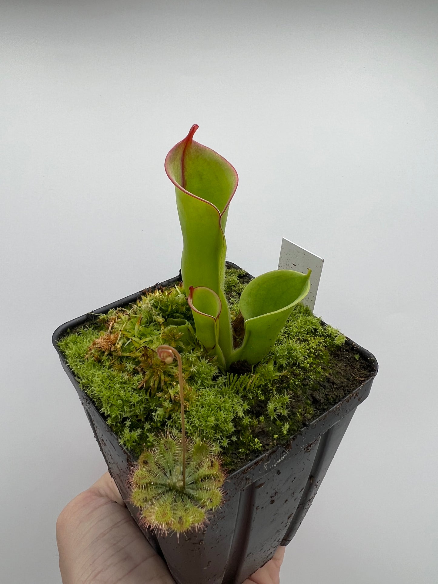 Heliamphora heterodoxa x minor