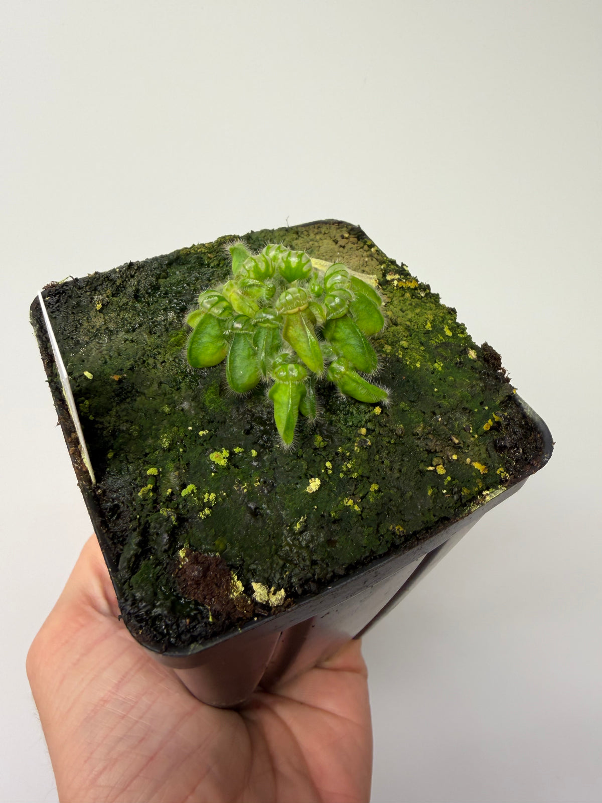 Cephalotus follicularis “David Švarc Black” #11 - *Rare*
