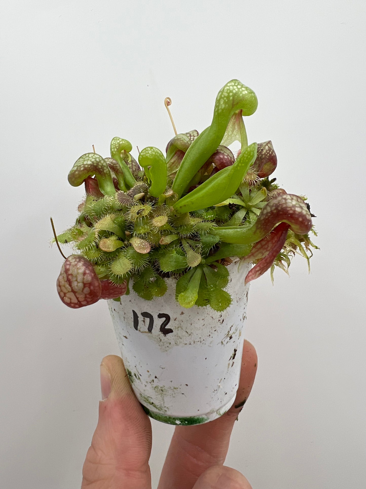 Darlingtonia californica (Cobra Pitcher Plant) - Seed Grown #172