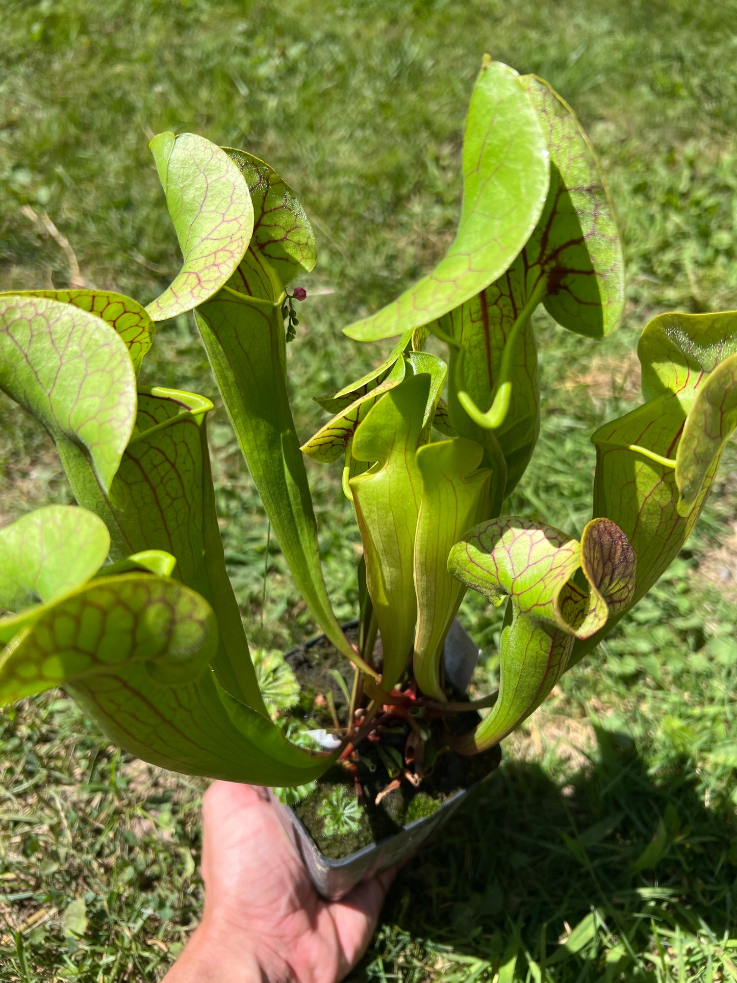 Sarracenia x catesbaei (relic site, Montgomery Co, NC)